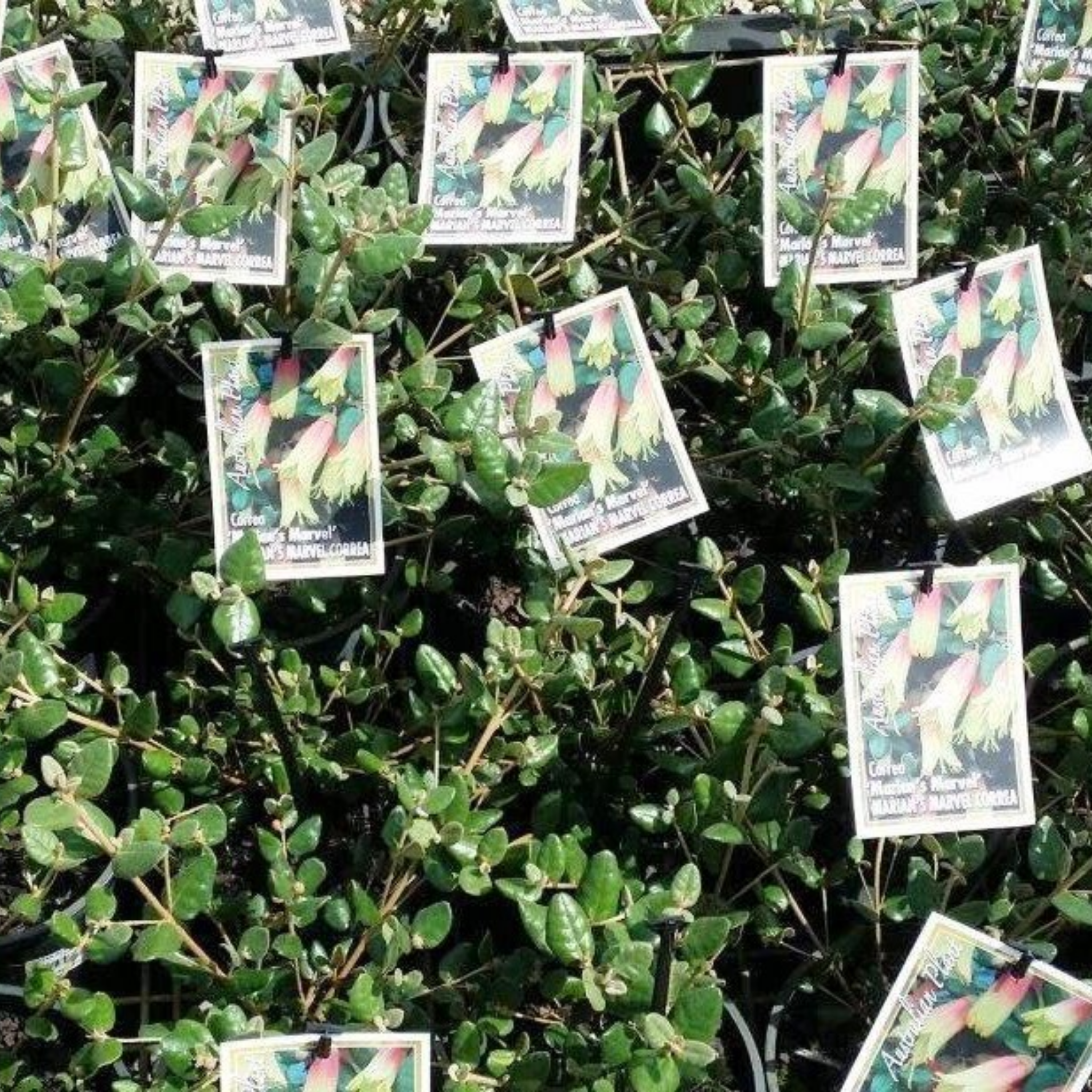 Marians Marvel Native Fuchsia - Correa reflexa backhousiana 'Marians Marvel'