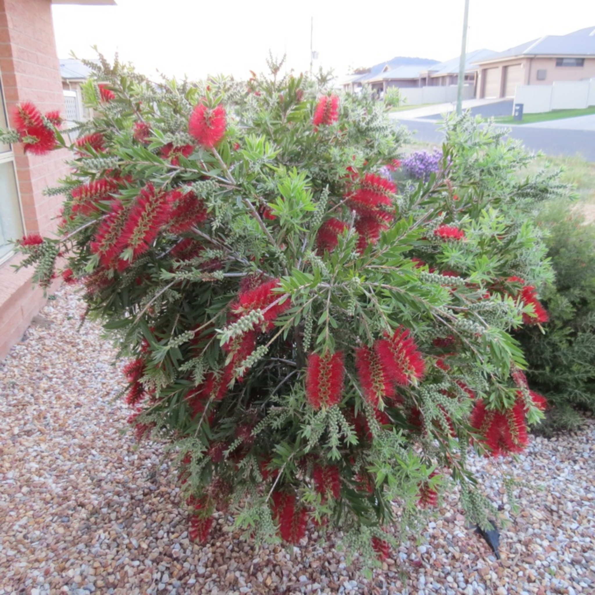 Mary Mackillop Bottlebrush - Callistemon hybrida ‘Mary Mackillop’