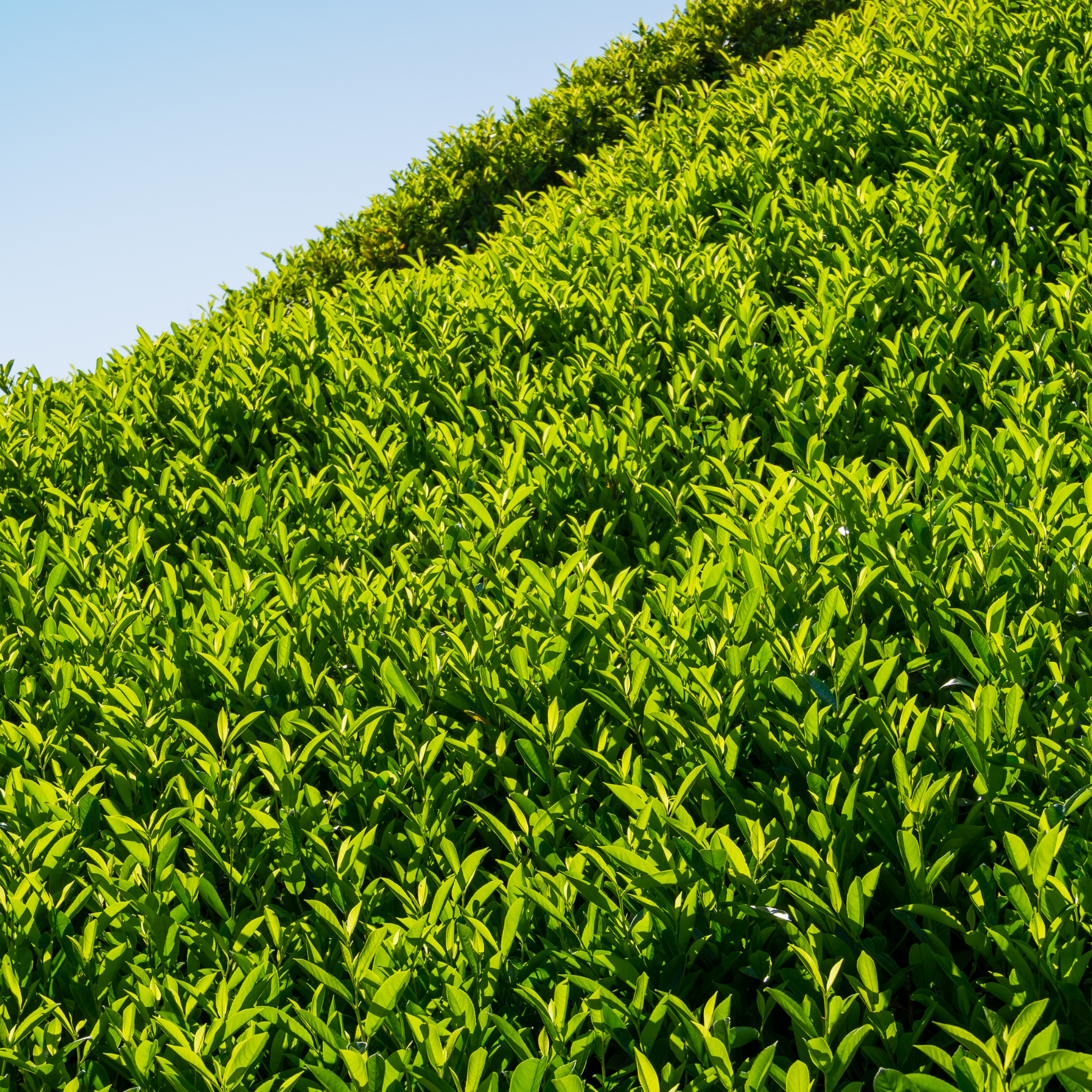 Hedge of green shrubs against a clear blue sky