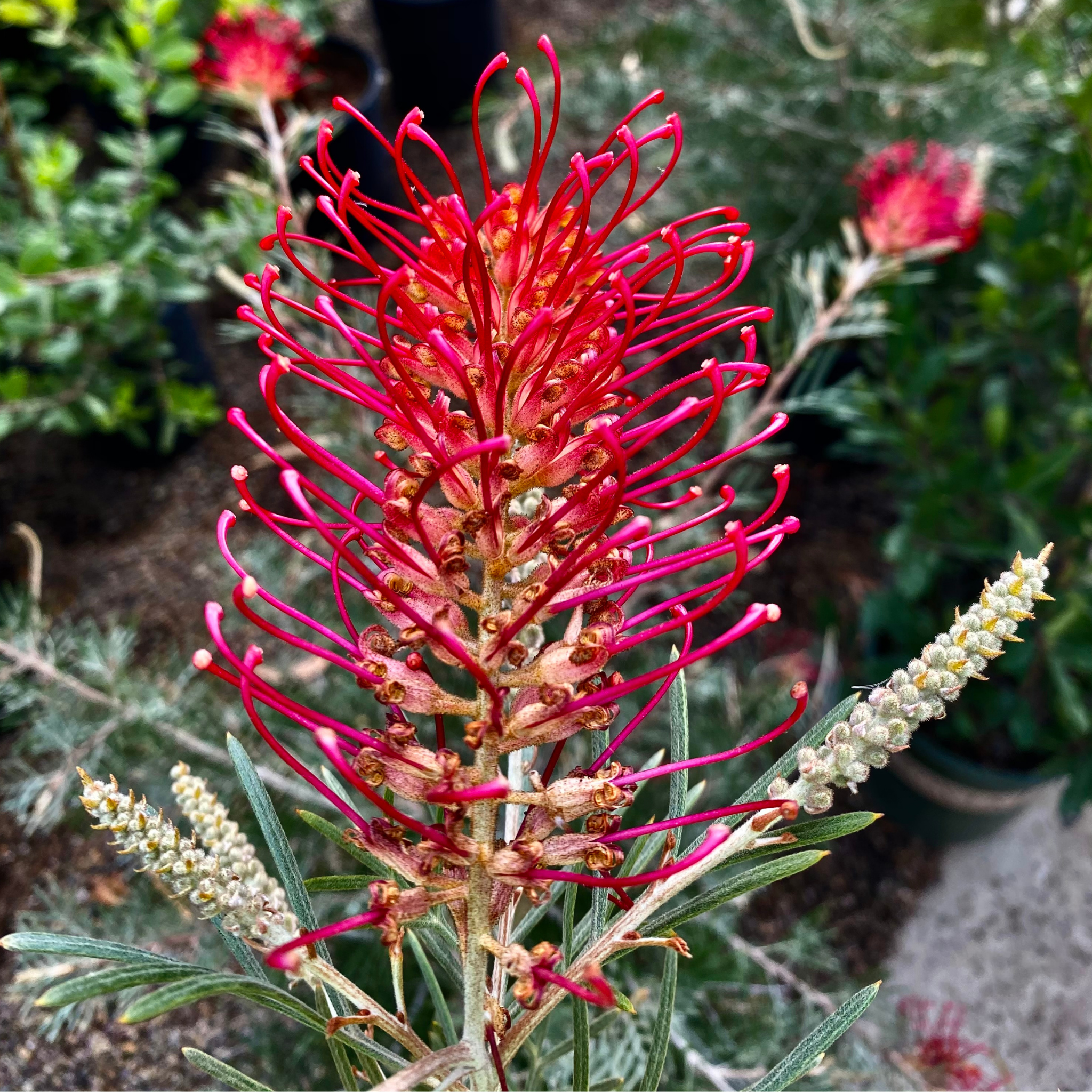 Grevillea 'Robyn Gordon' - Grevillea banksii bipinnatifida Robyn Gordon