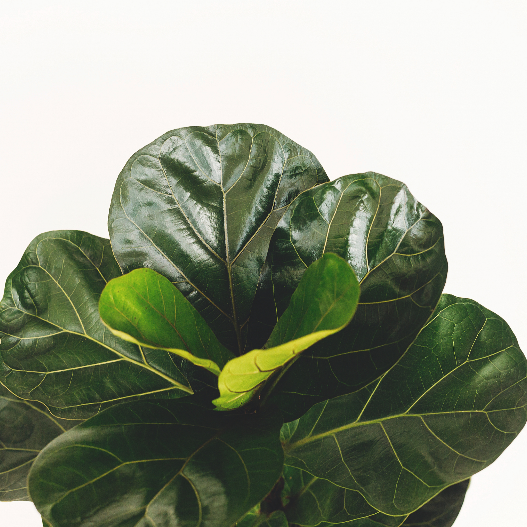 Fiddle Leaf Fig - Ficus lyrata