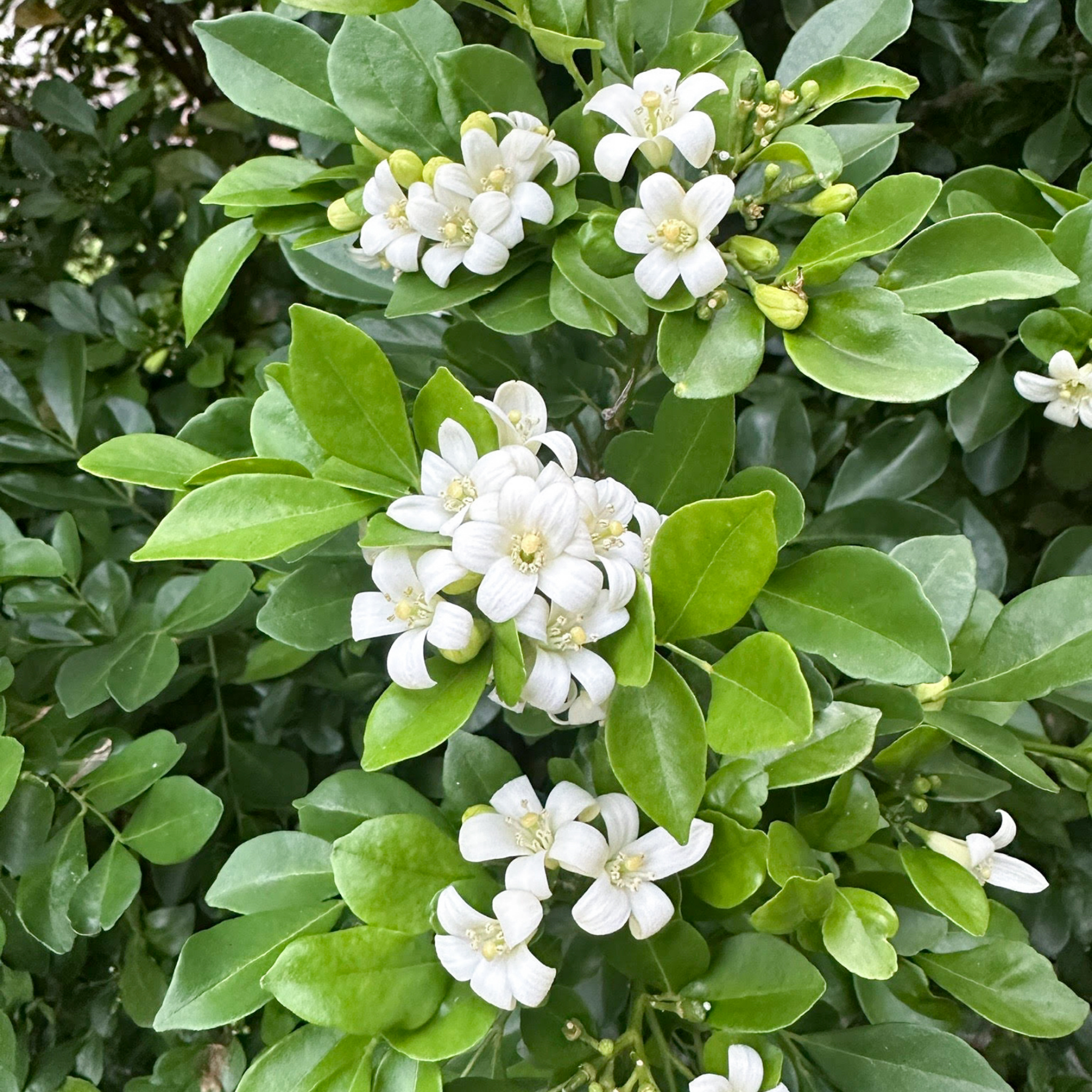 Orange Jessamine - Murraya paniculata
