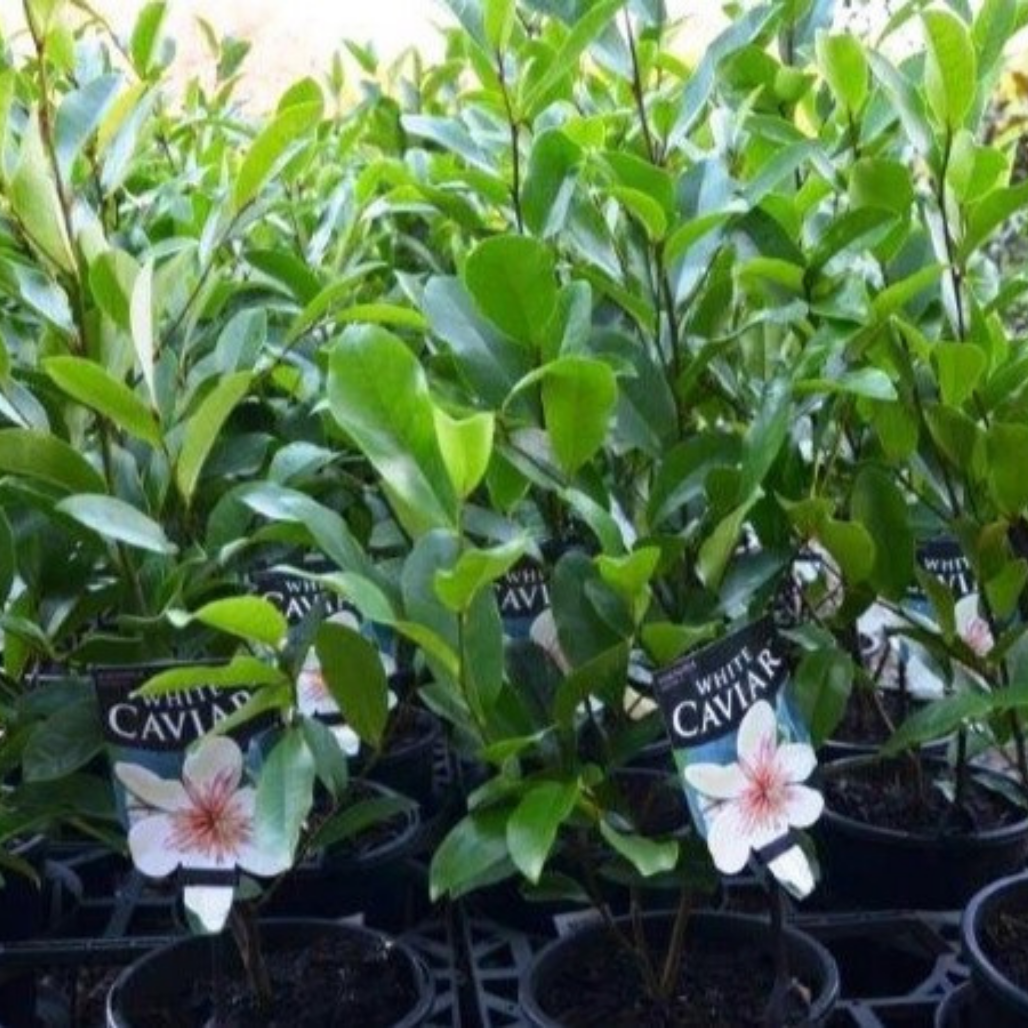 Magnolia White Caviar - Magnolia yunnanensis figo White Caviar