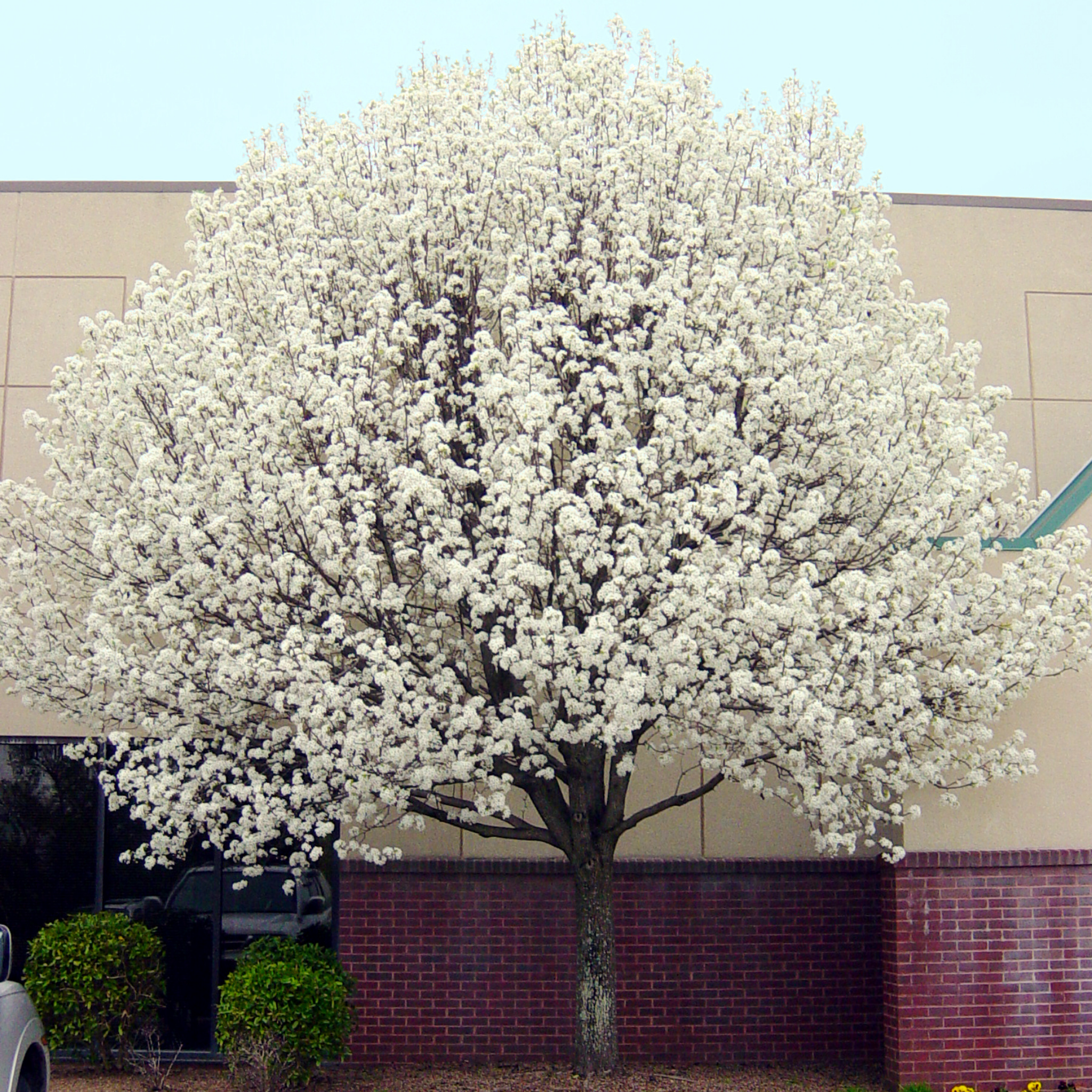 Ornamental Callery Pear Bradford - Pyrus calleryana Bradford