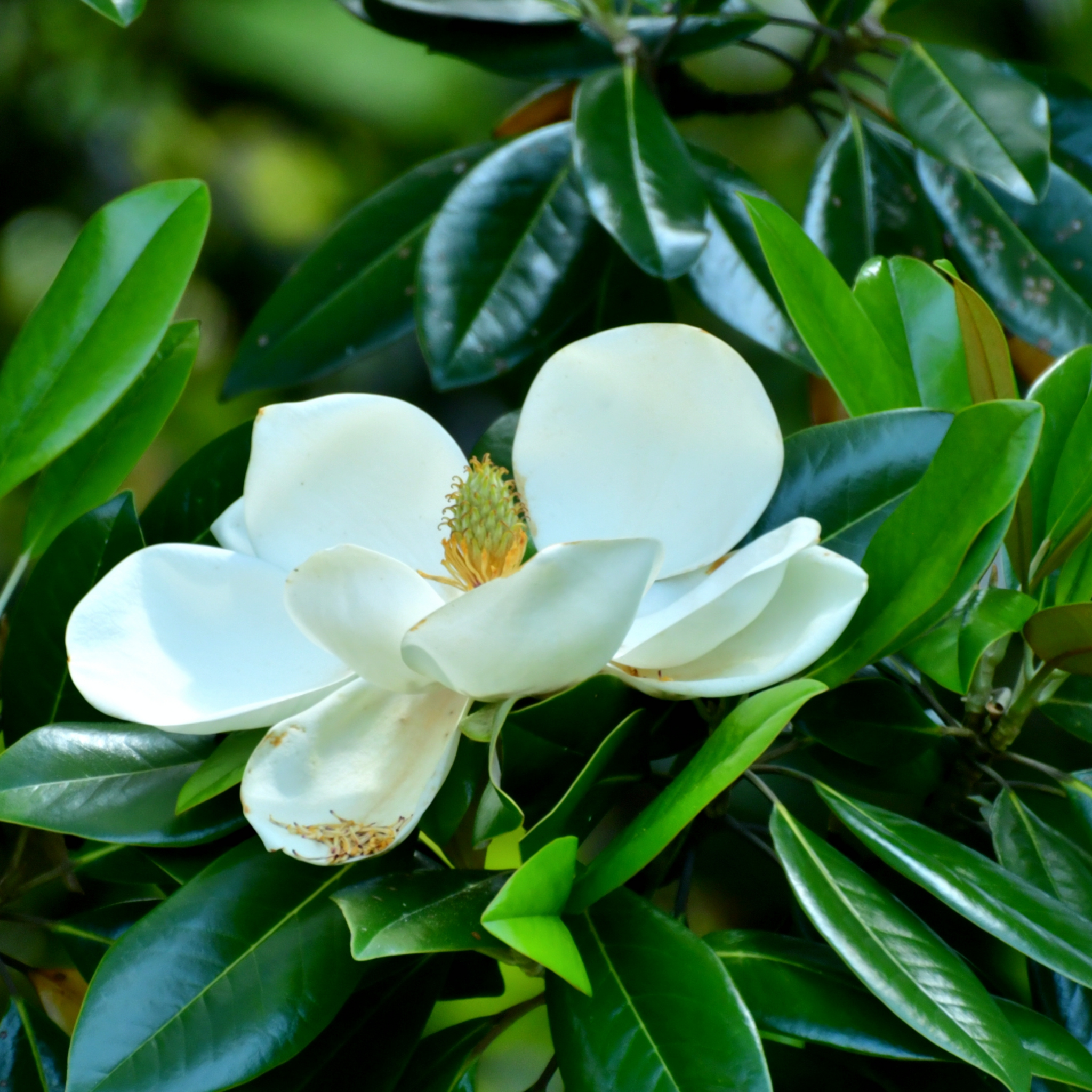 Magnolia Greenback - Magnolia grandiflora Greenback
