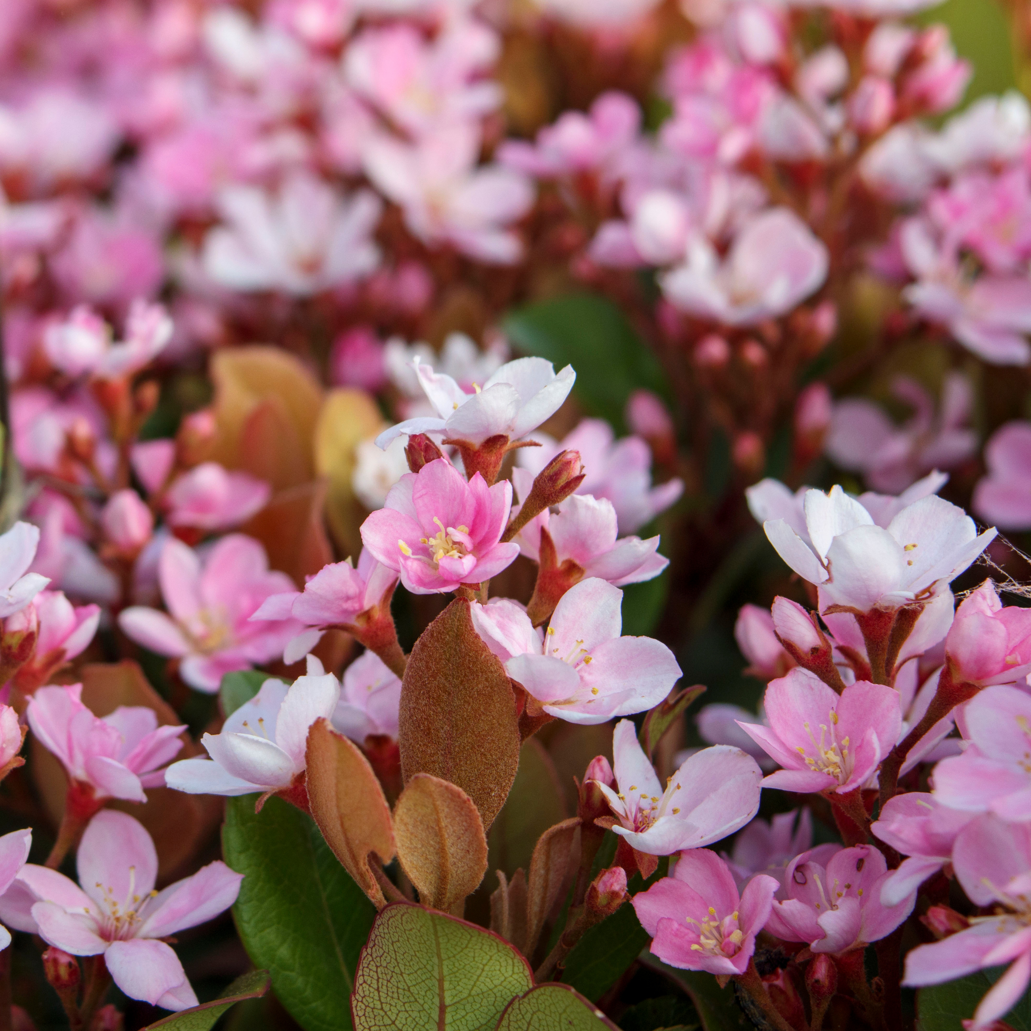 Oriental Pink Indian Hawthorn - Rhaphiolepis hybrida Oriental Pink