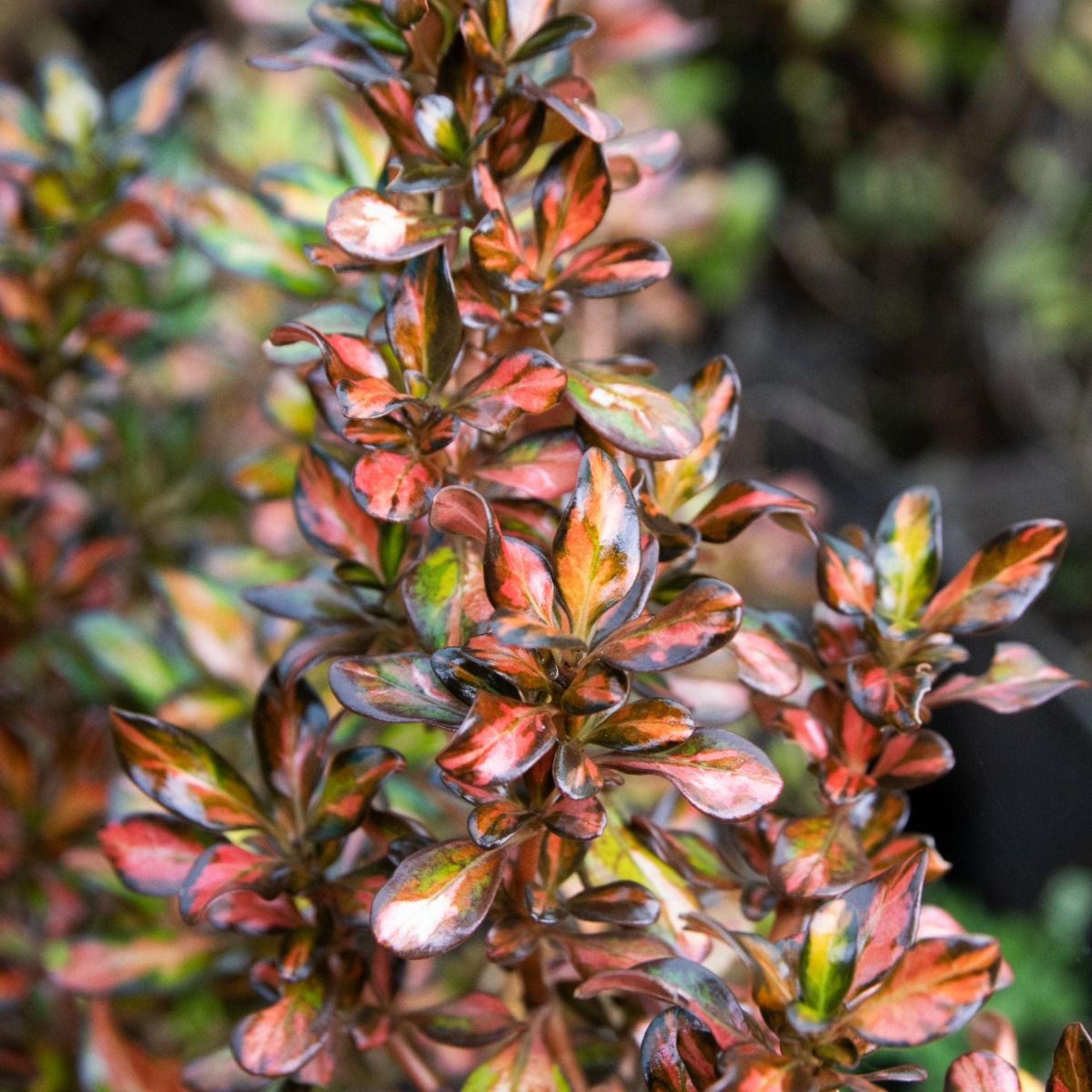 Mirror Bush Evening Glow - Coprosma repens 'Evening Glow'