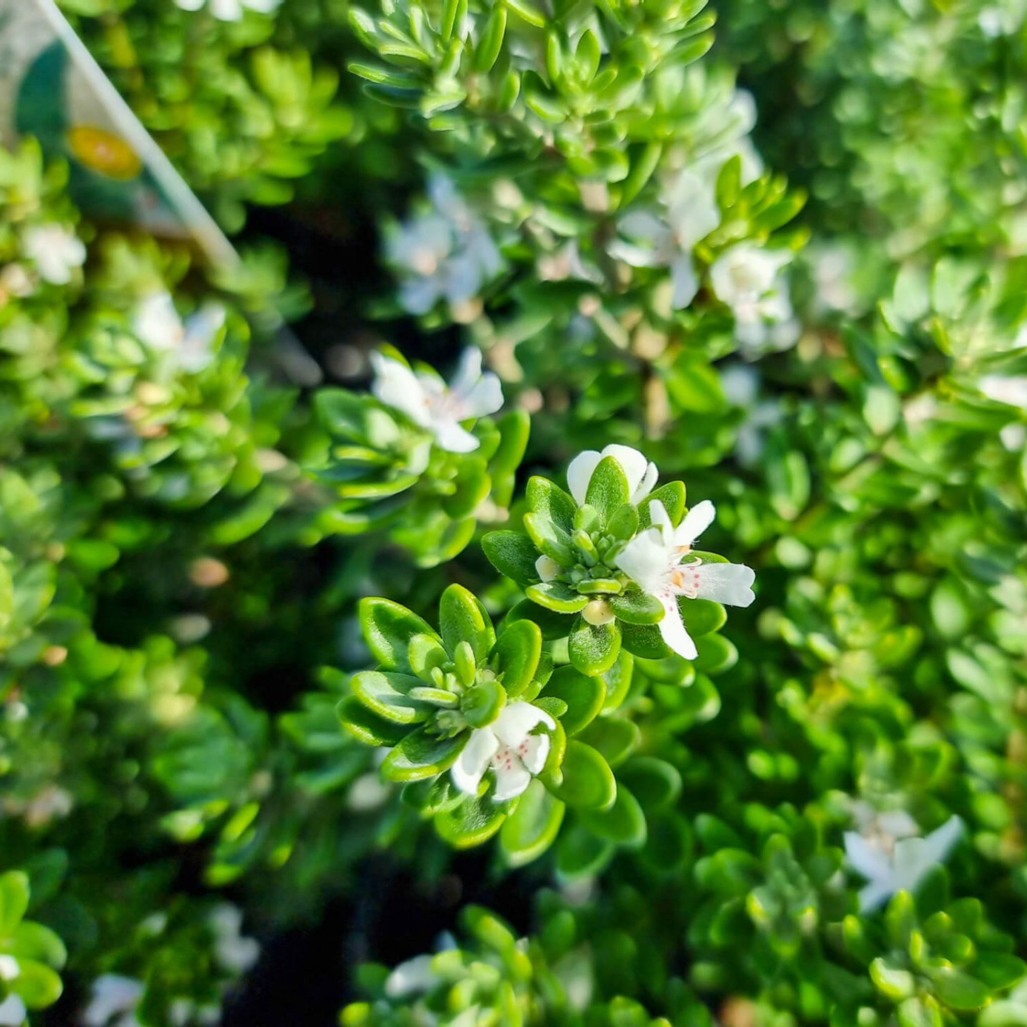 Grey Box Native Rosemary - Westringia fruticosa Grey Box