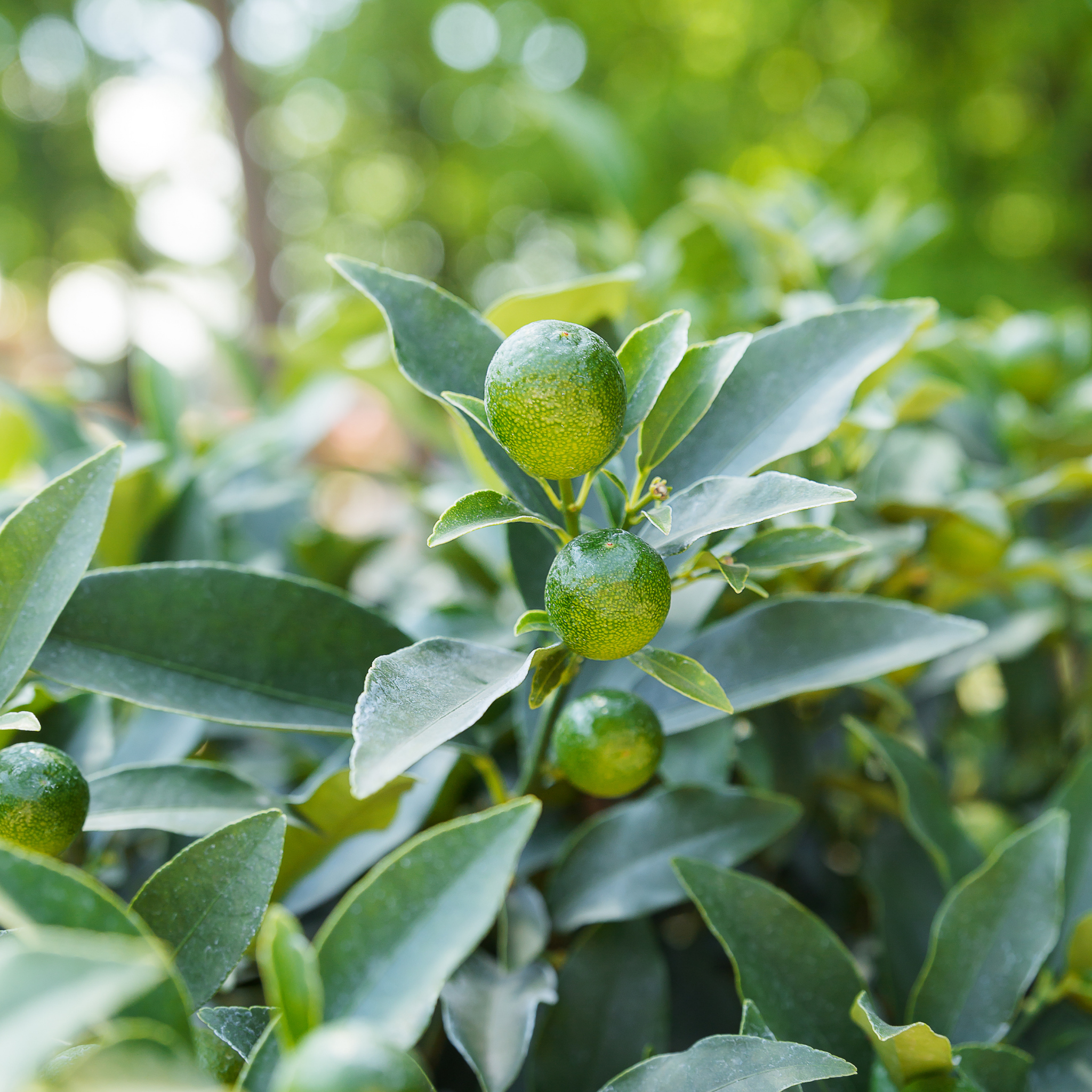 Australian Cumquat - Fortunella japonica Calamondin