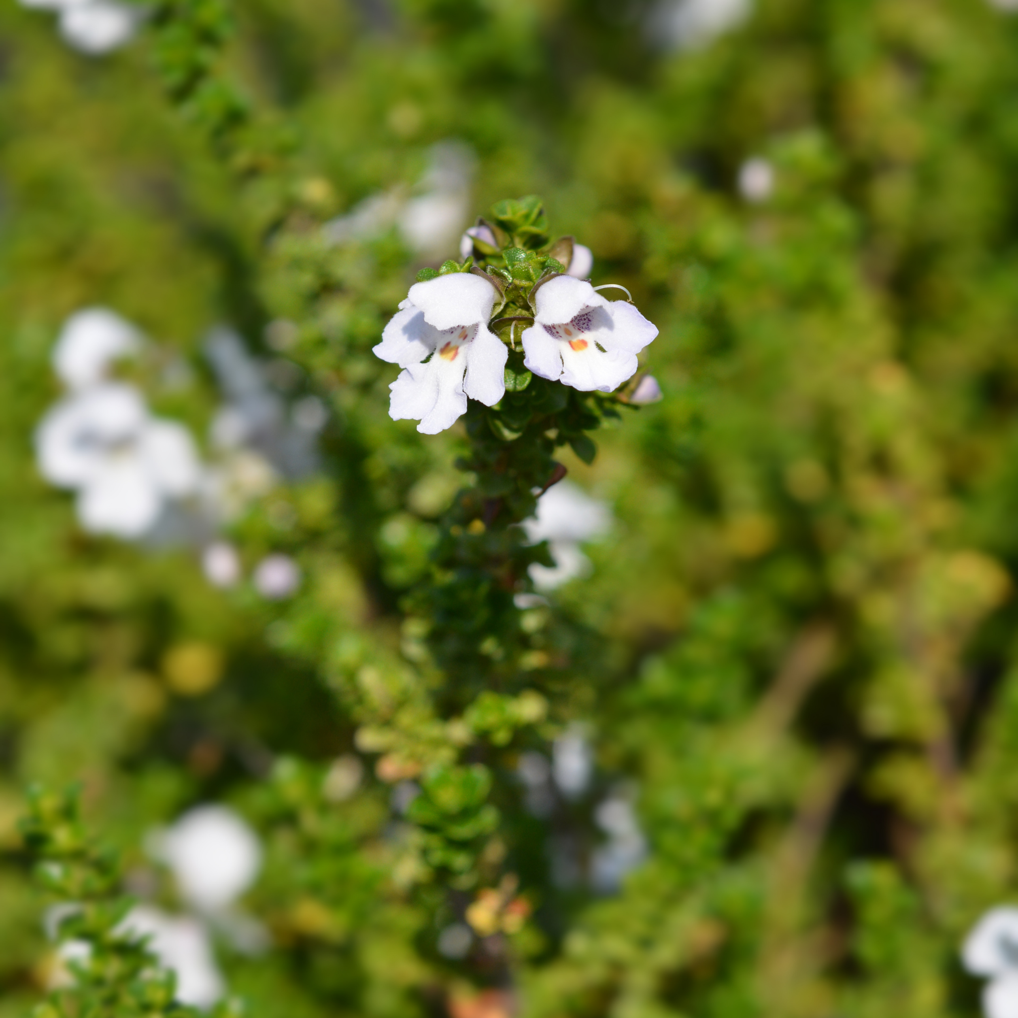 Cool Mint Alpine Mint Bush - Prostanthera cuneata Cool Mint