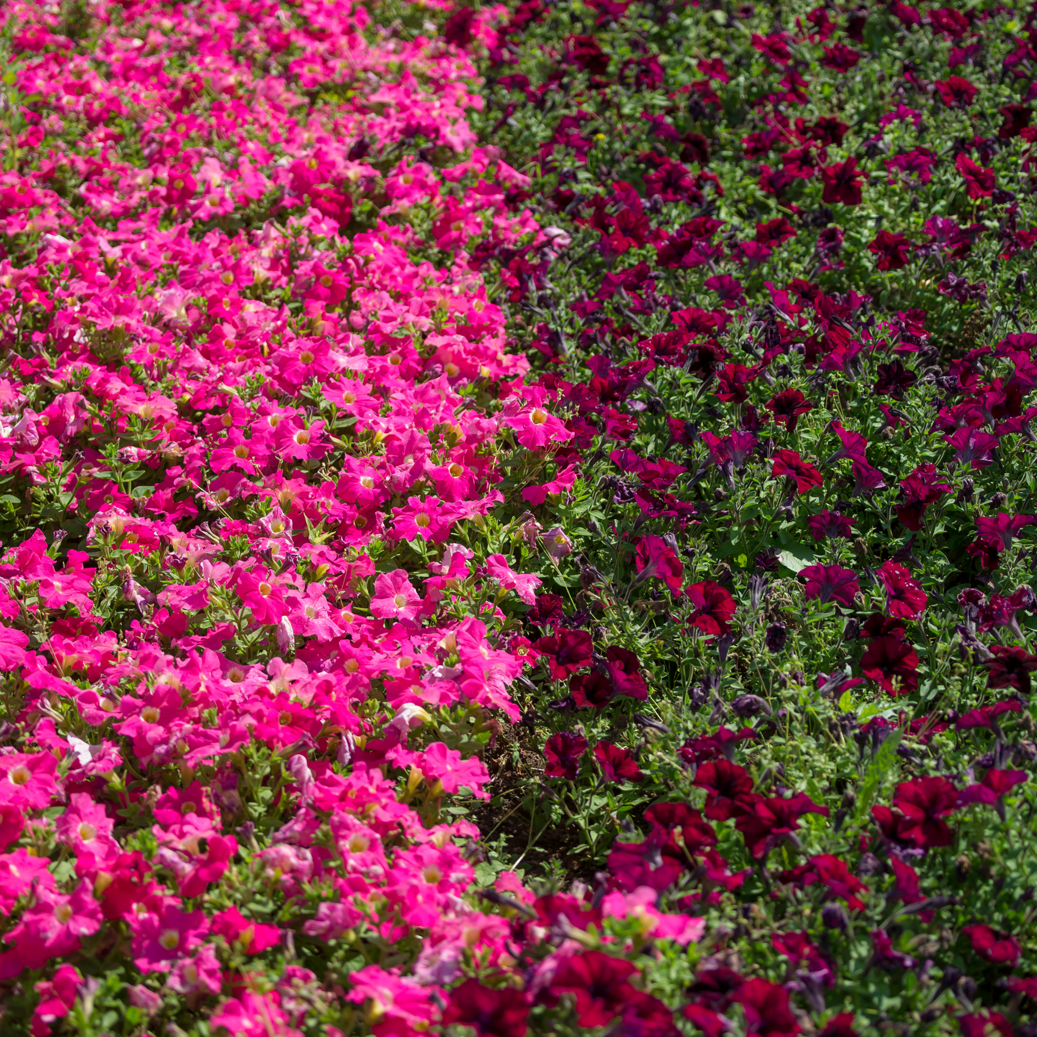 Mini Petunia Calipetite Rose  - Calibrachoa hybrida Calipetite Rose