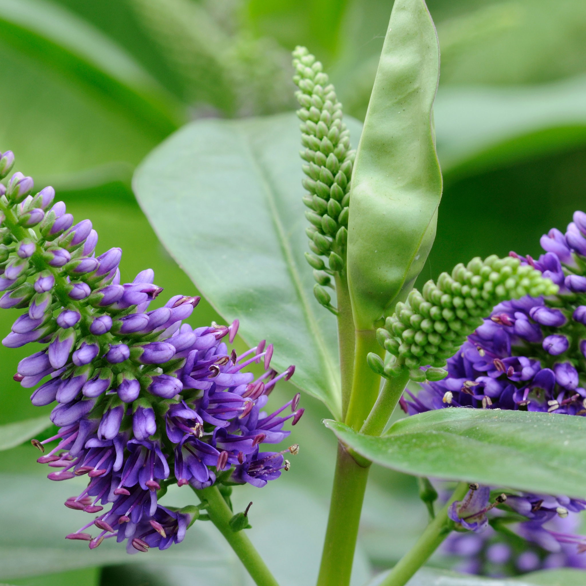 Hebe hybrida Heebie Jeebies