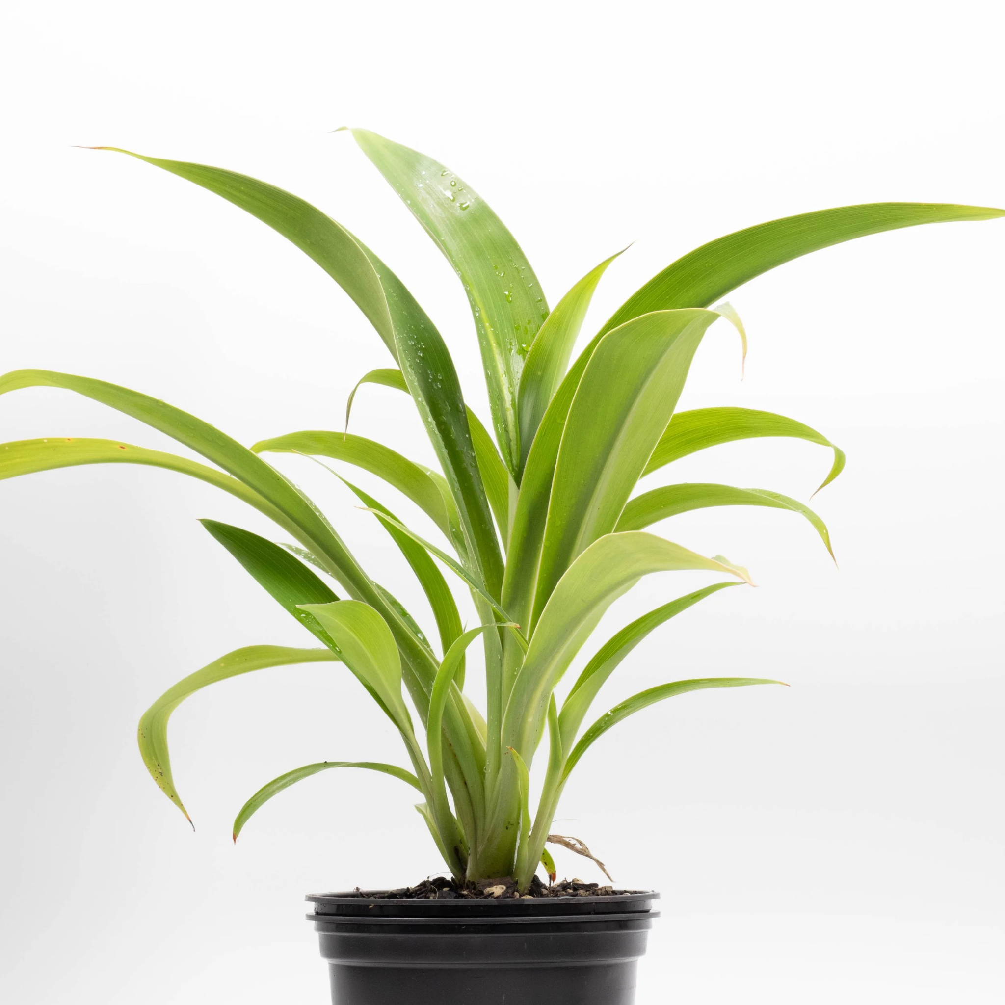 New Zealand Rock Lily - Arthropodium cirratum