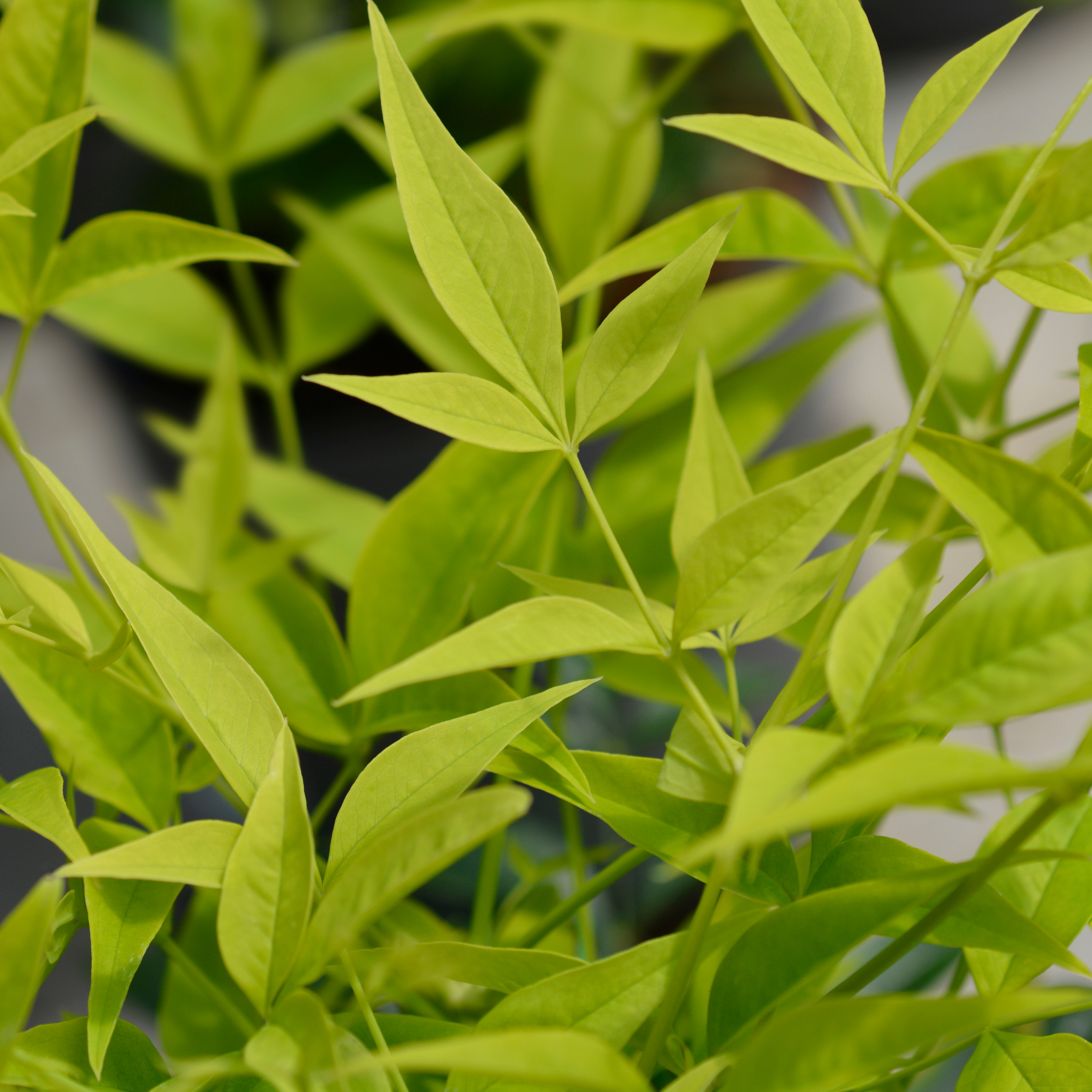 Close-up of green leaves with a blurred background