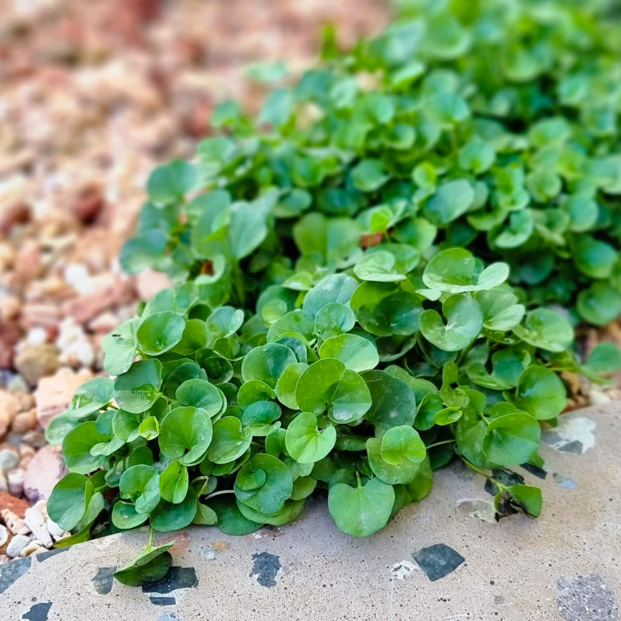Kidney Grass/Weed - Dichondra repens