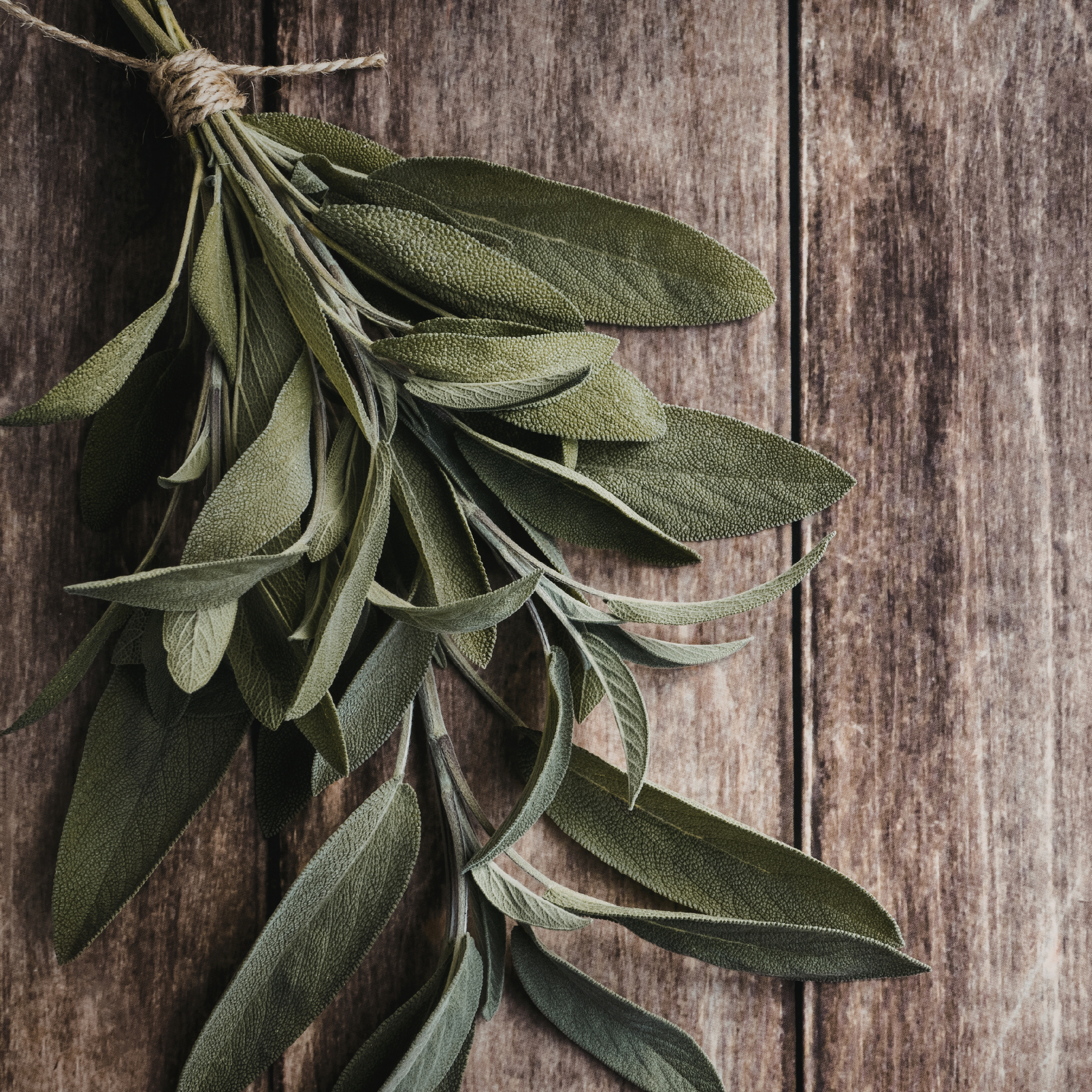 Sage Leaved Rockrose - Cistus salviifolius