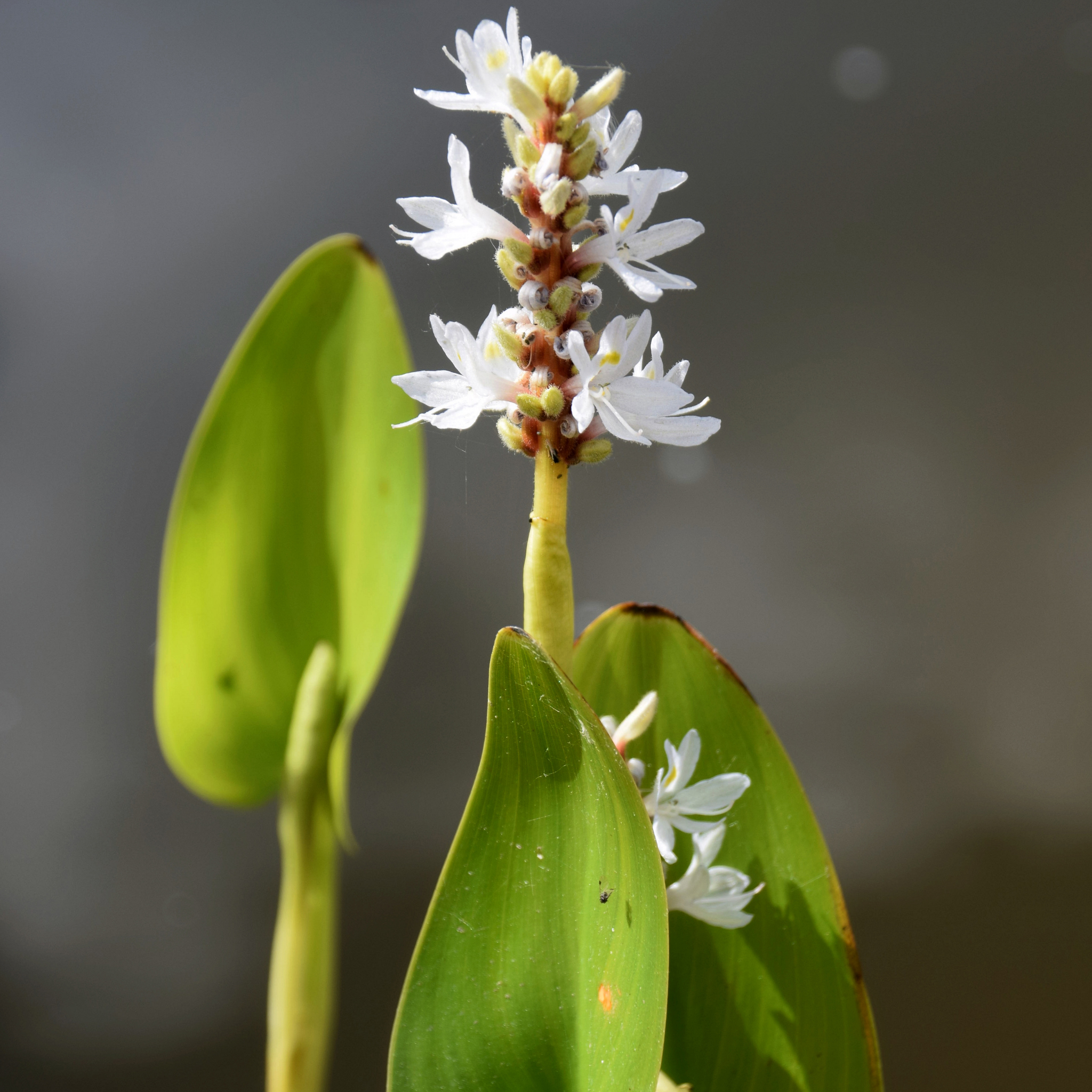 White Pickerel Weed - Pontederia cordata Alba