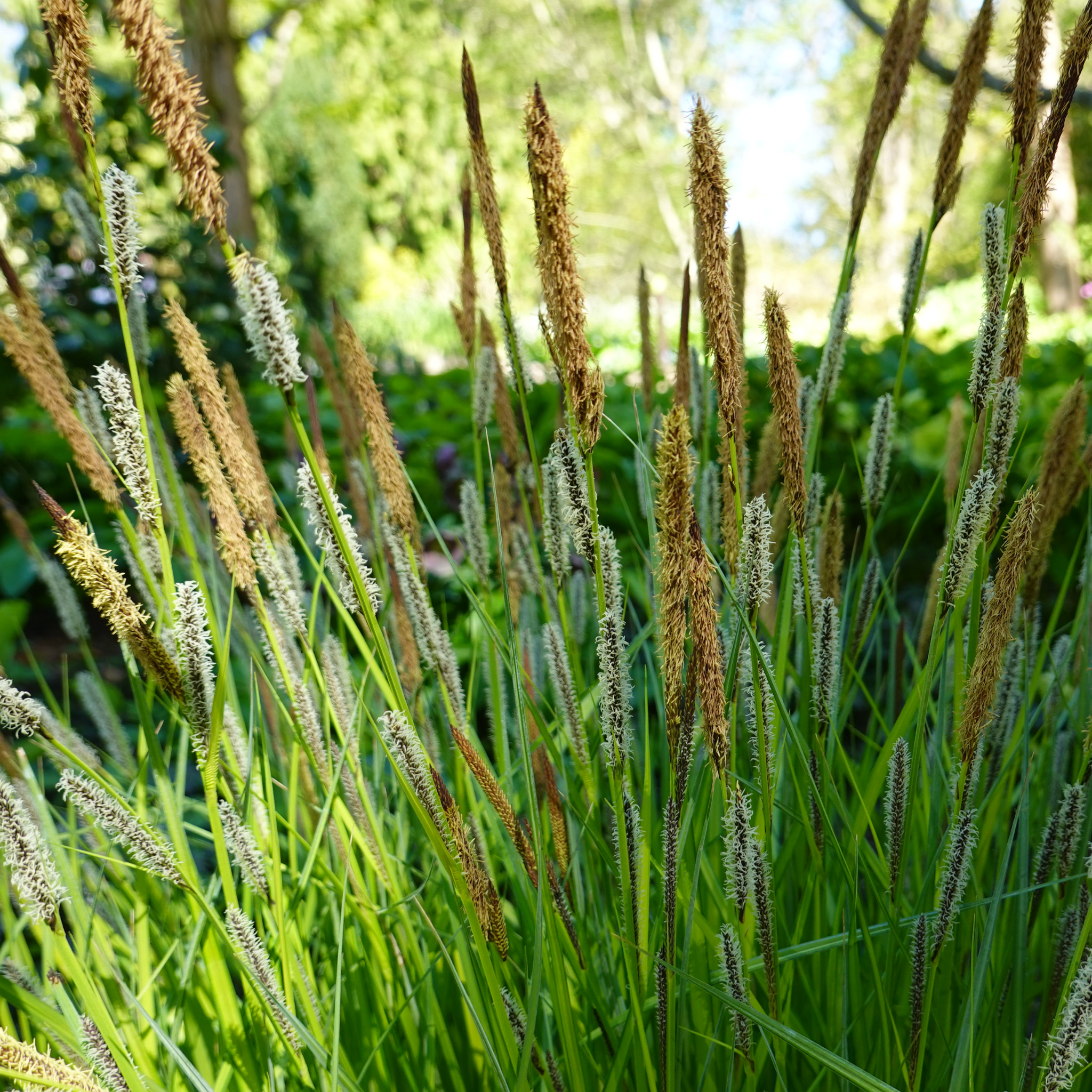 Tall grasses with brown and green hues swaying in a natural setting.