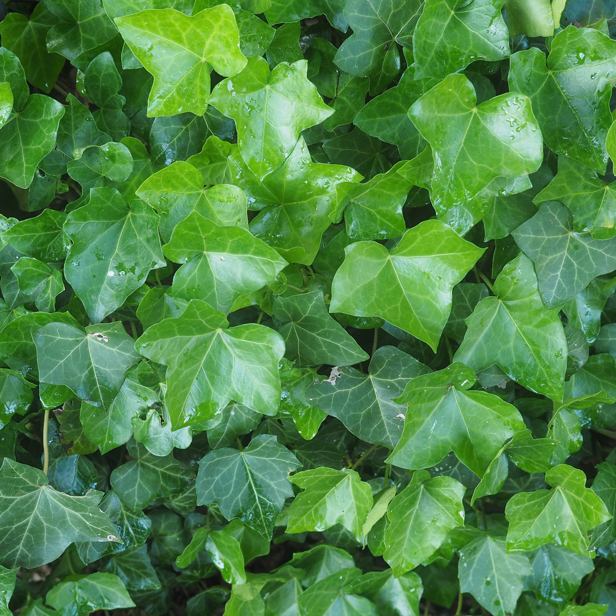 Canary Island Ivy - Hedera canariensis