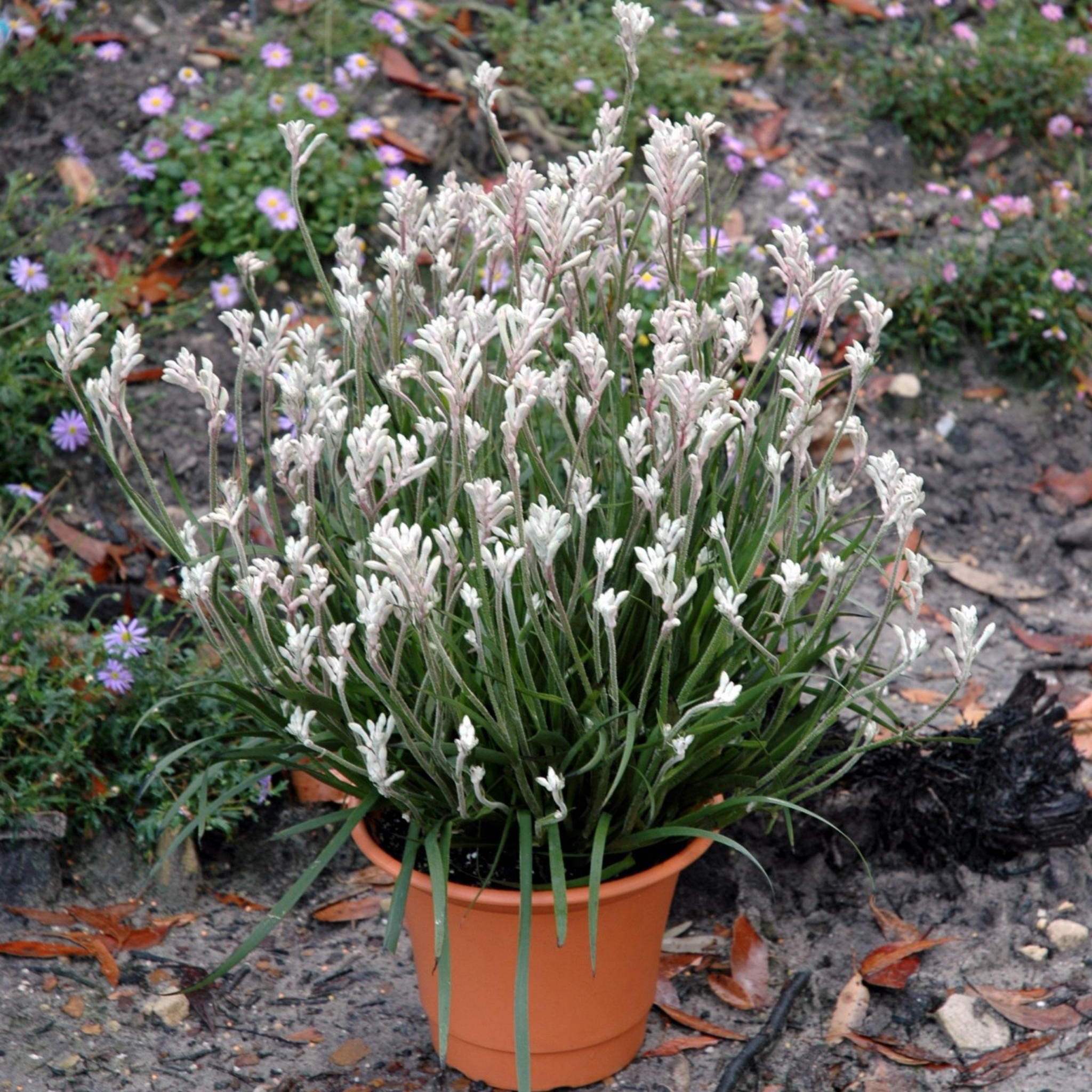 White Kangaroo Paw ‘Bush Diamond’ - Anigozanthos hybrida