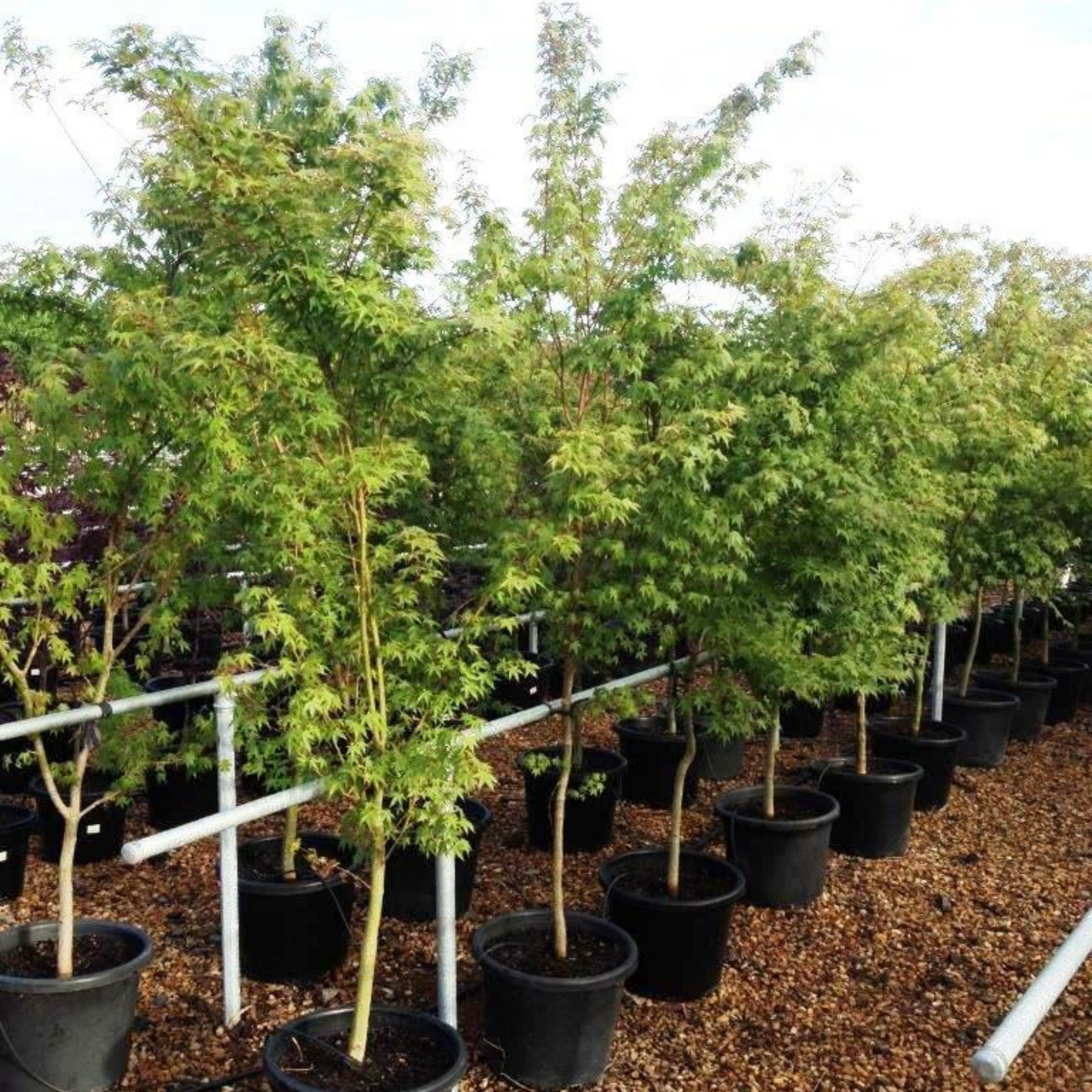 Row of potted trees in a nursery setting