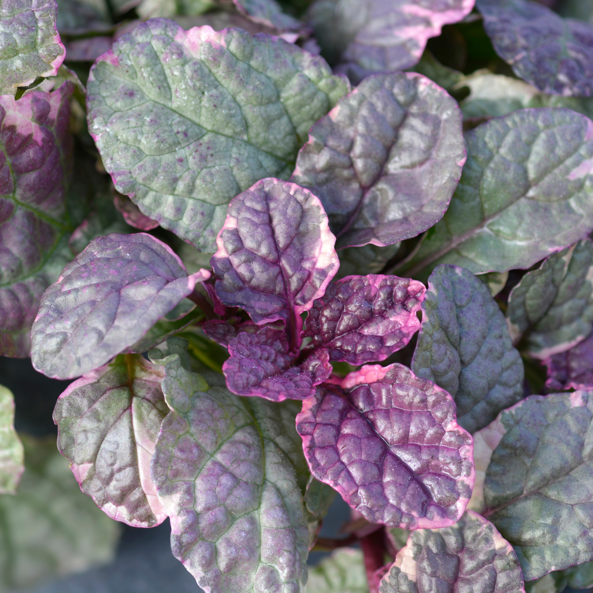 Ajuga Burgundy Glow - Ajuga reptans Burgundy Glow
