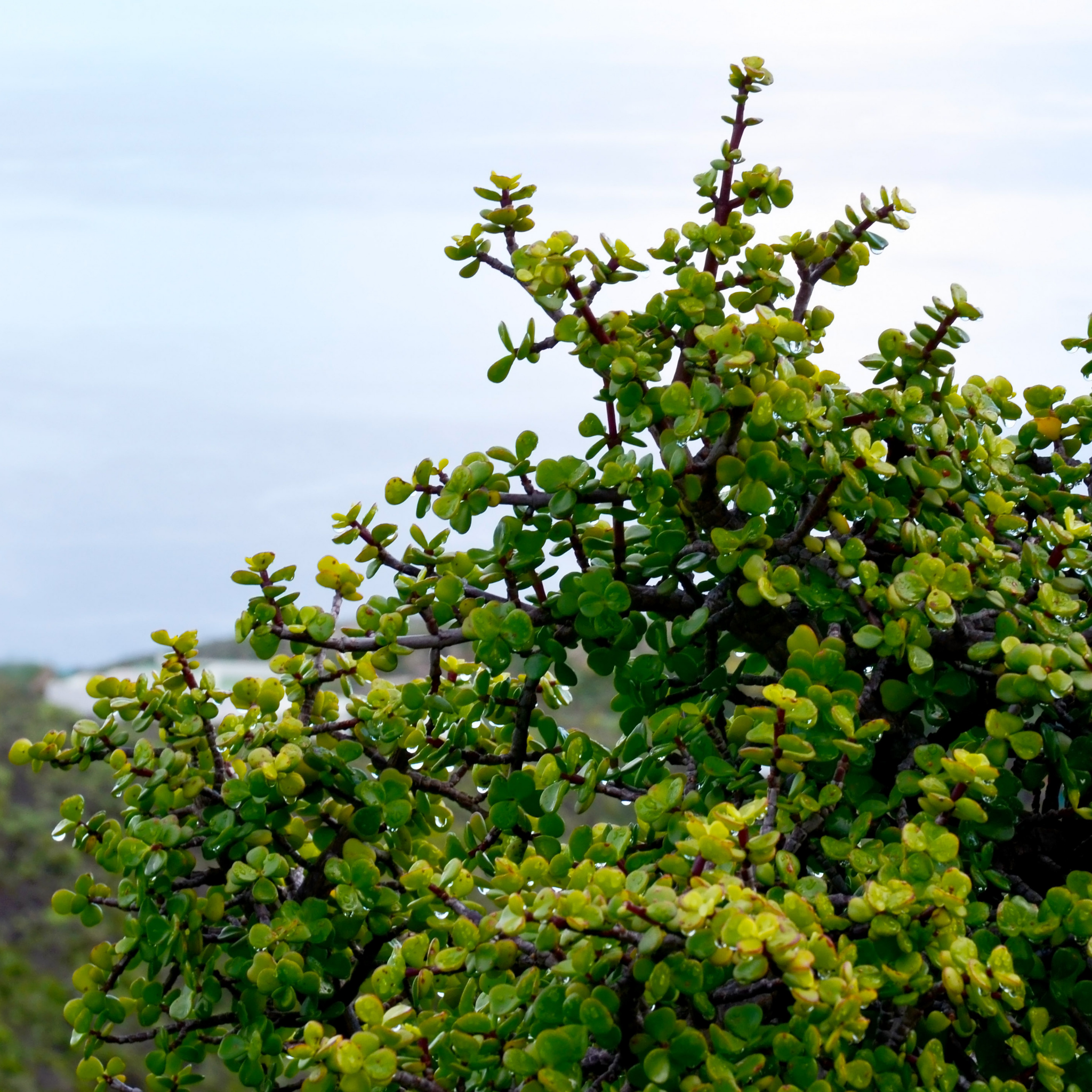 Close-up of a green succulent plant with a blurred background