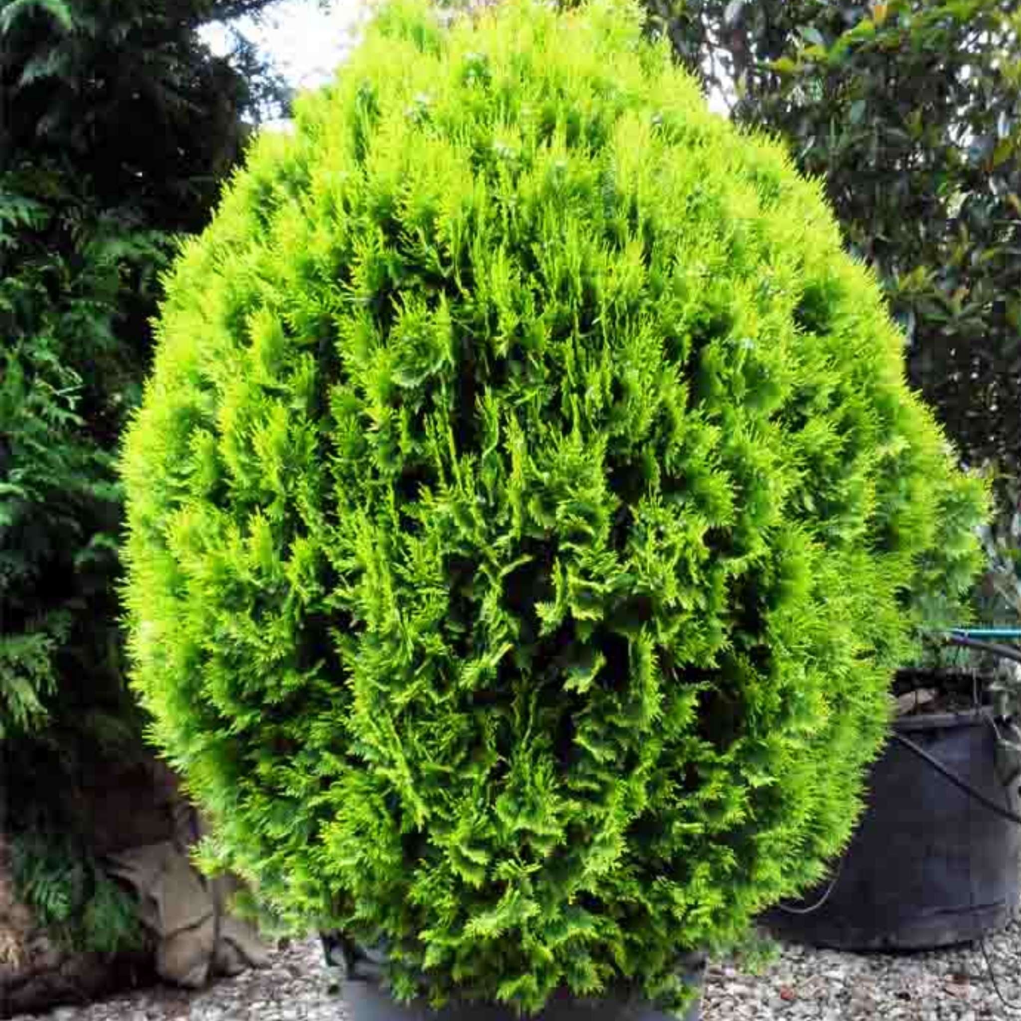 Oriental Arborvitae - Thuja orientalis