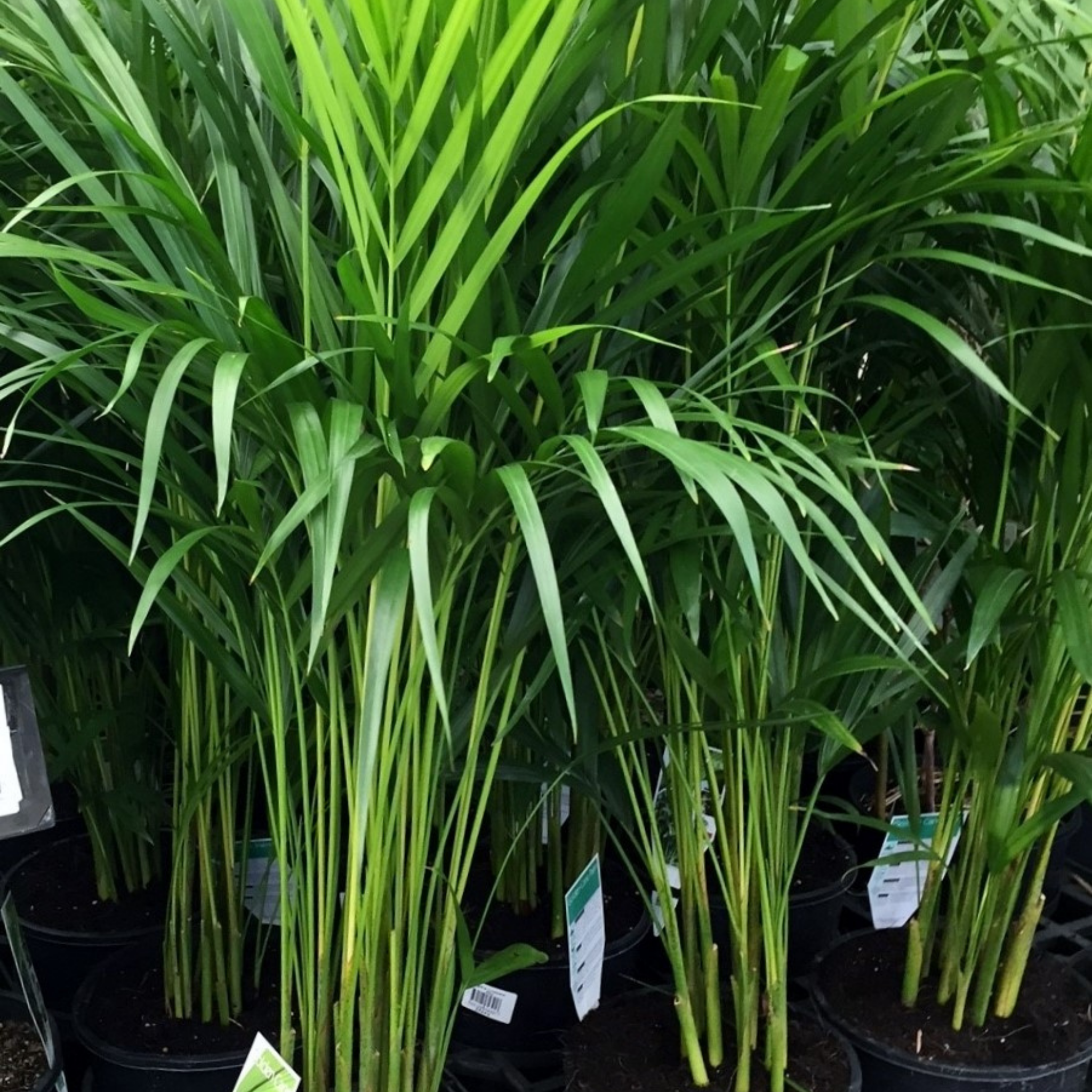 Areca Golden Cane Palm - Dypsis lutescens