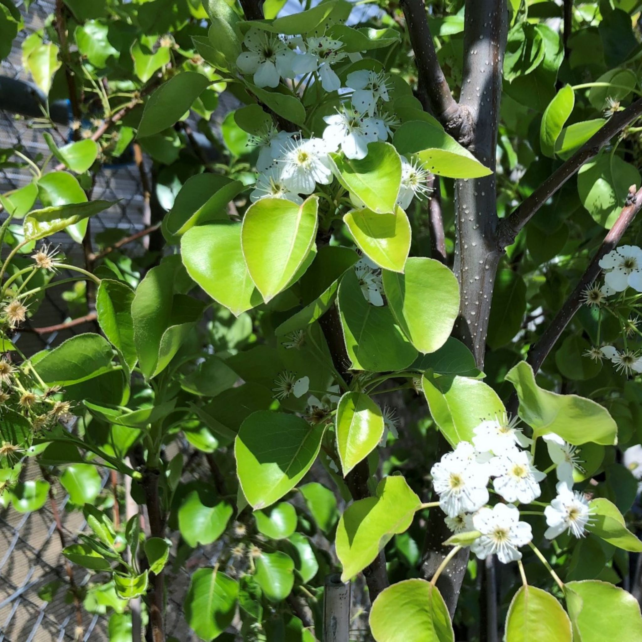 Ornamental Callery Pear Chanticleer - Pyrus calleryana Chanticleer