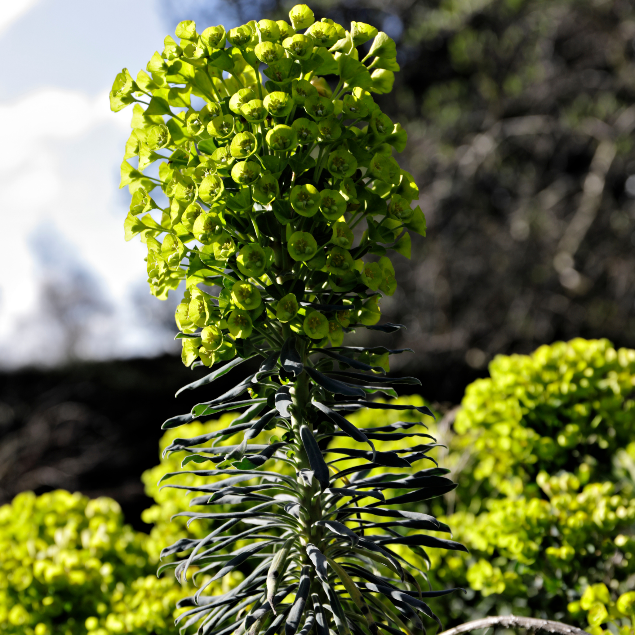 Mediterranean Spurge - Euphorbia characias wulfenii