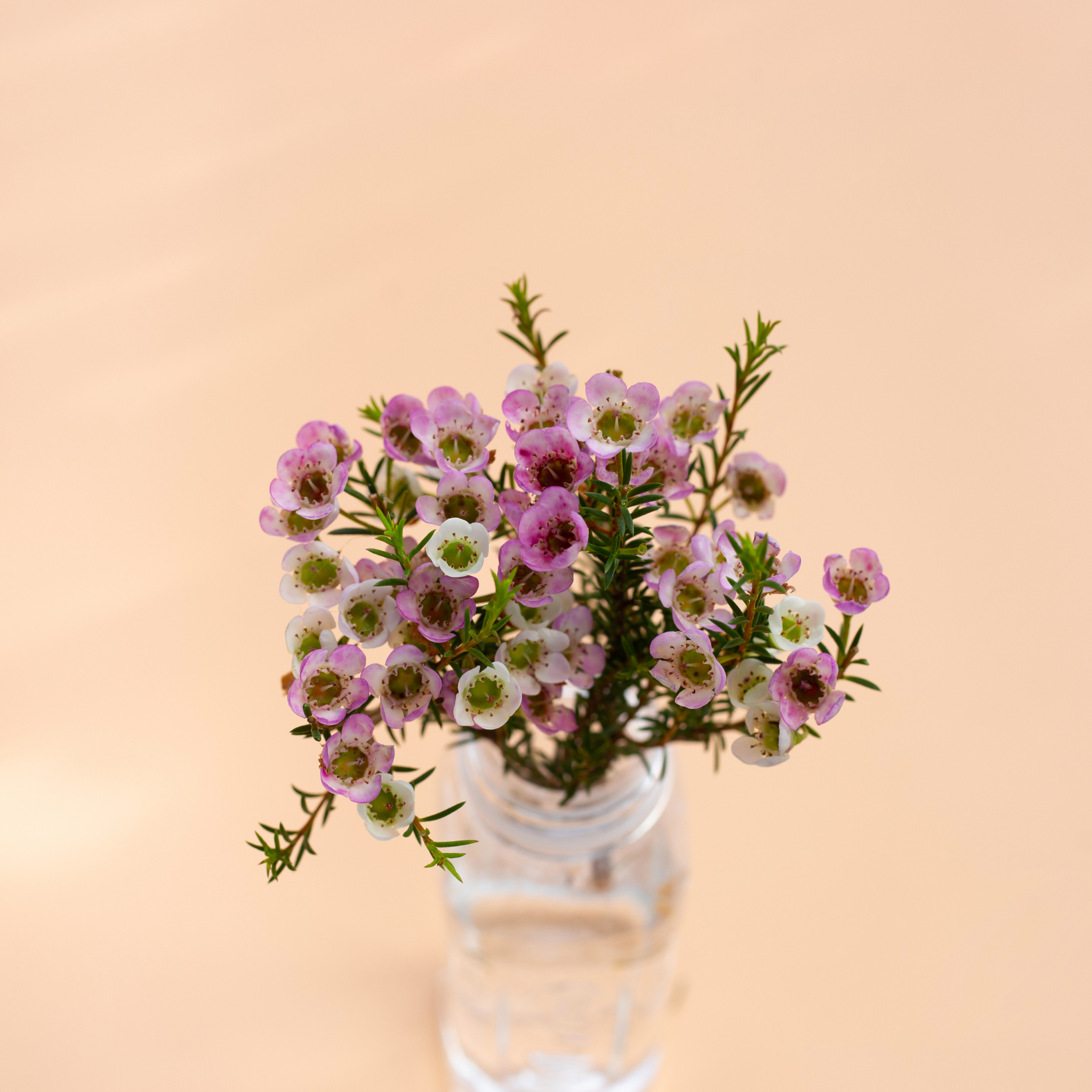 Paddys Pink Waxflower - Chamelaucium verticordia 'Paddys Pink'