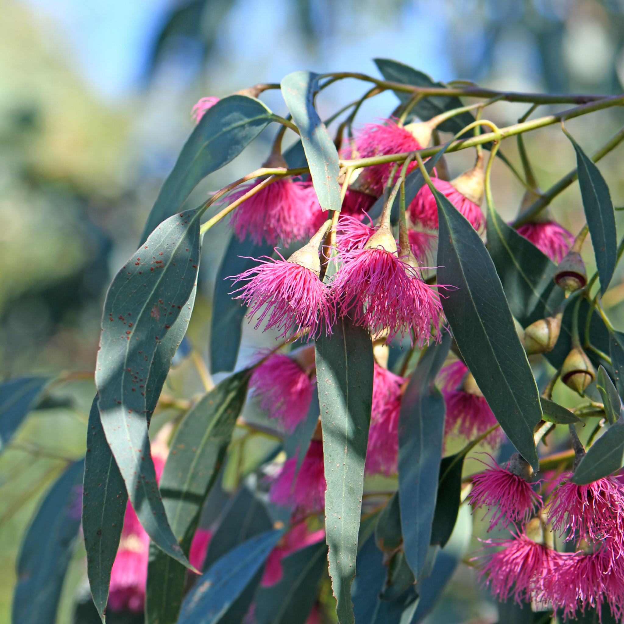 Yellow Gum - Eucalyptus leucoxylon