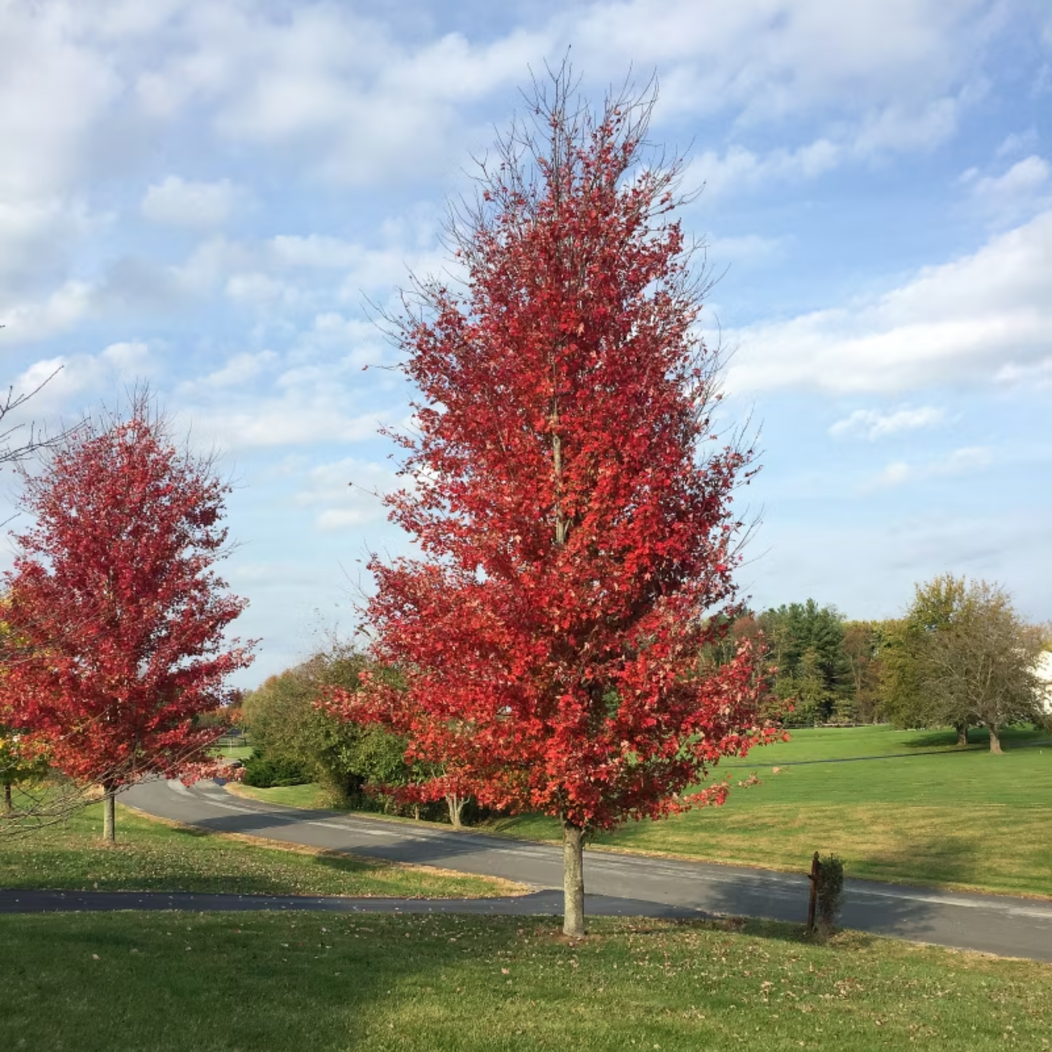 Two red maple trees on a grassy area with a clear blue sky.