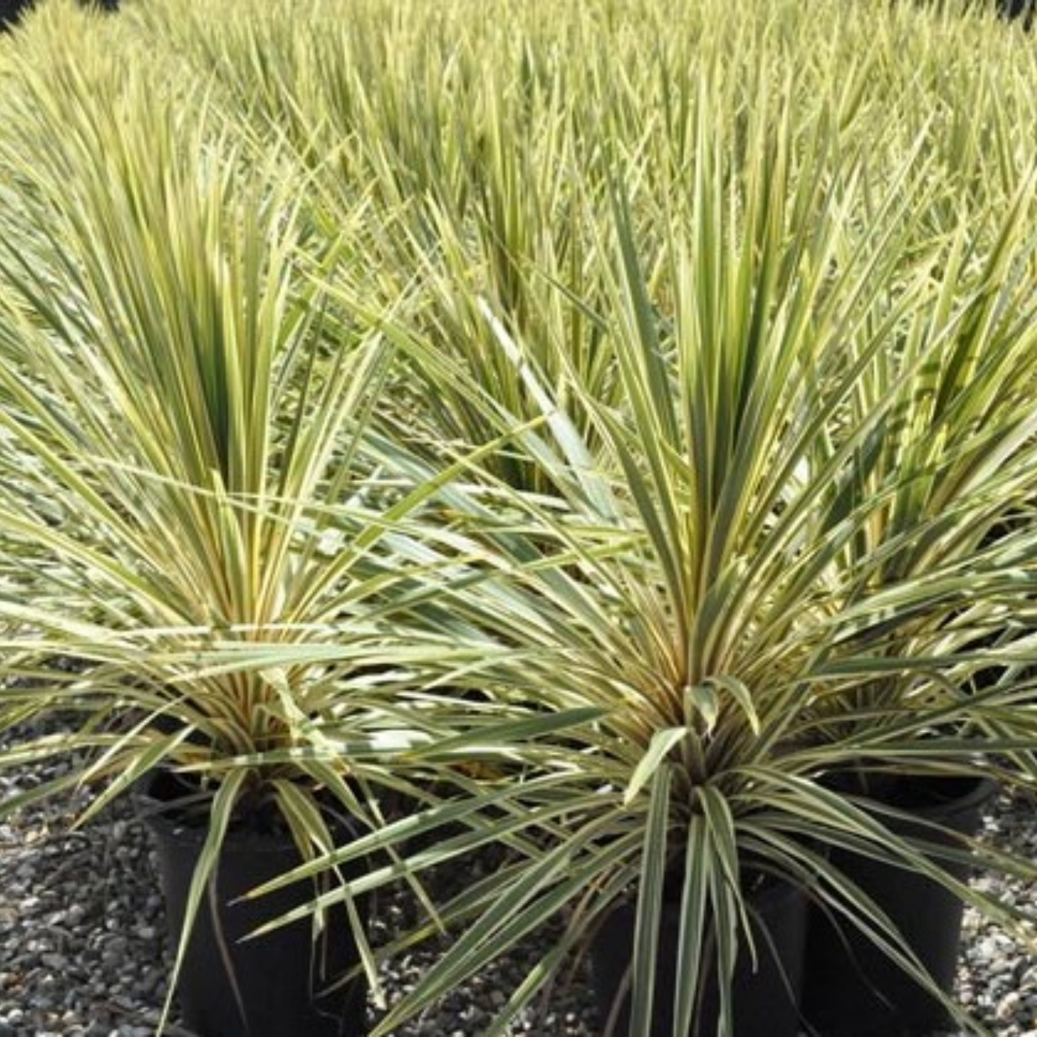 TOrbay Dazzler Cabbage Tree - Cordyline australis 'Torbay Dazzler'
