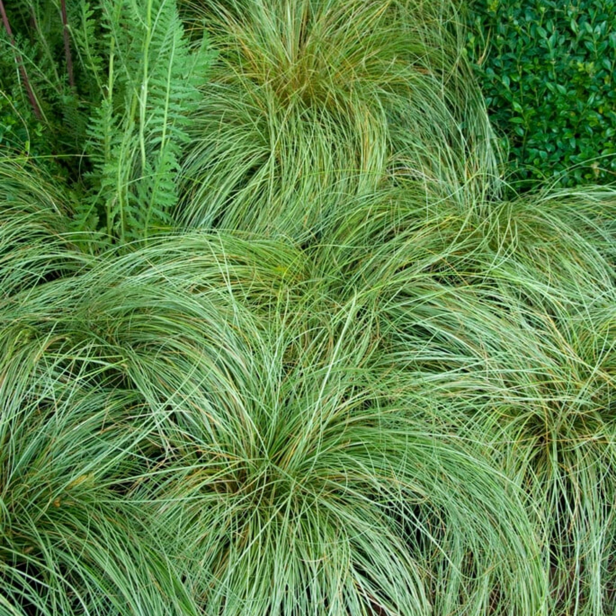 Close-up of green grass with a blurred natural background