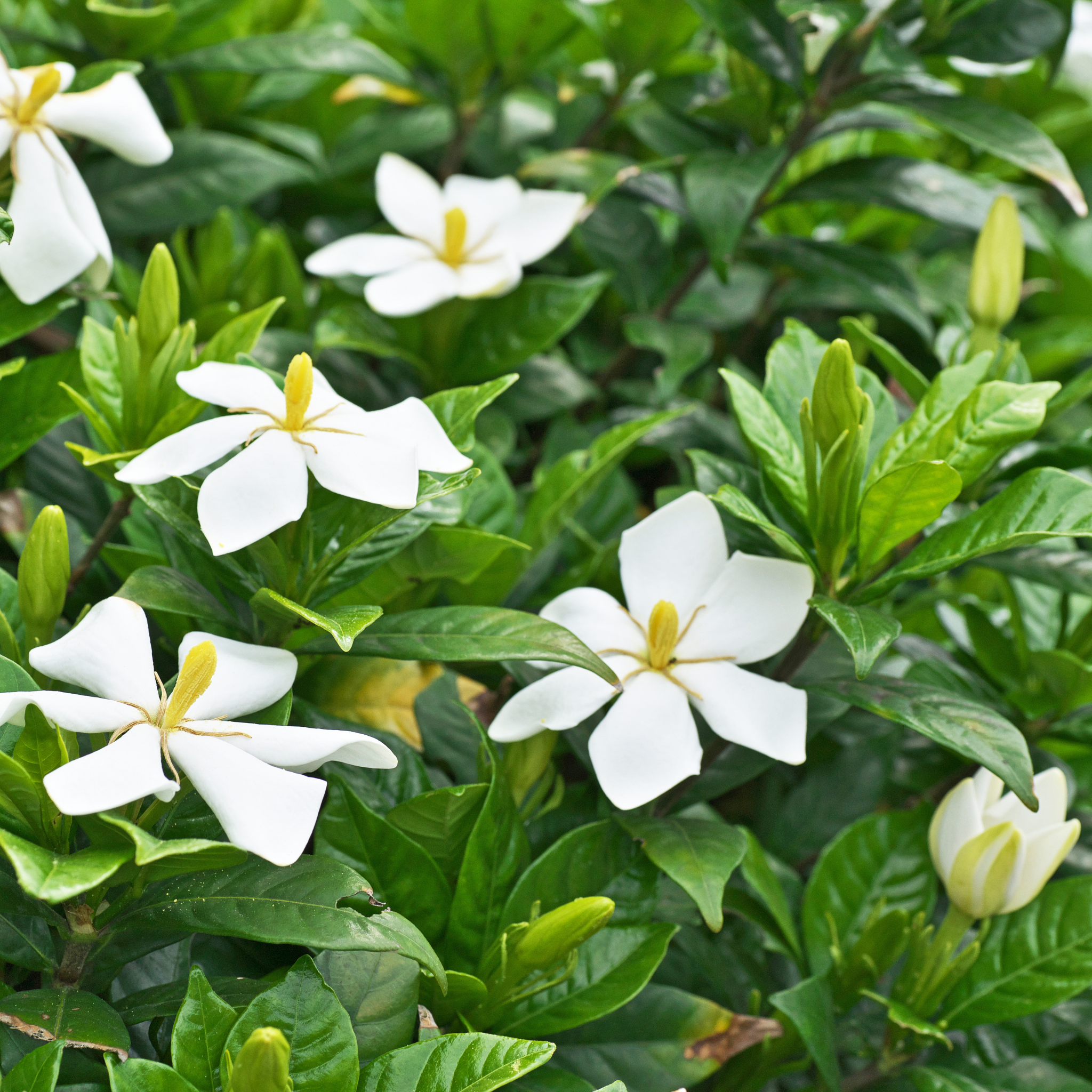 Gardenia augusta Grandiflora Star