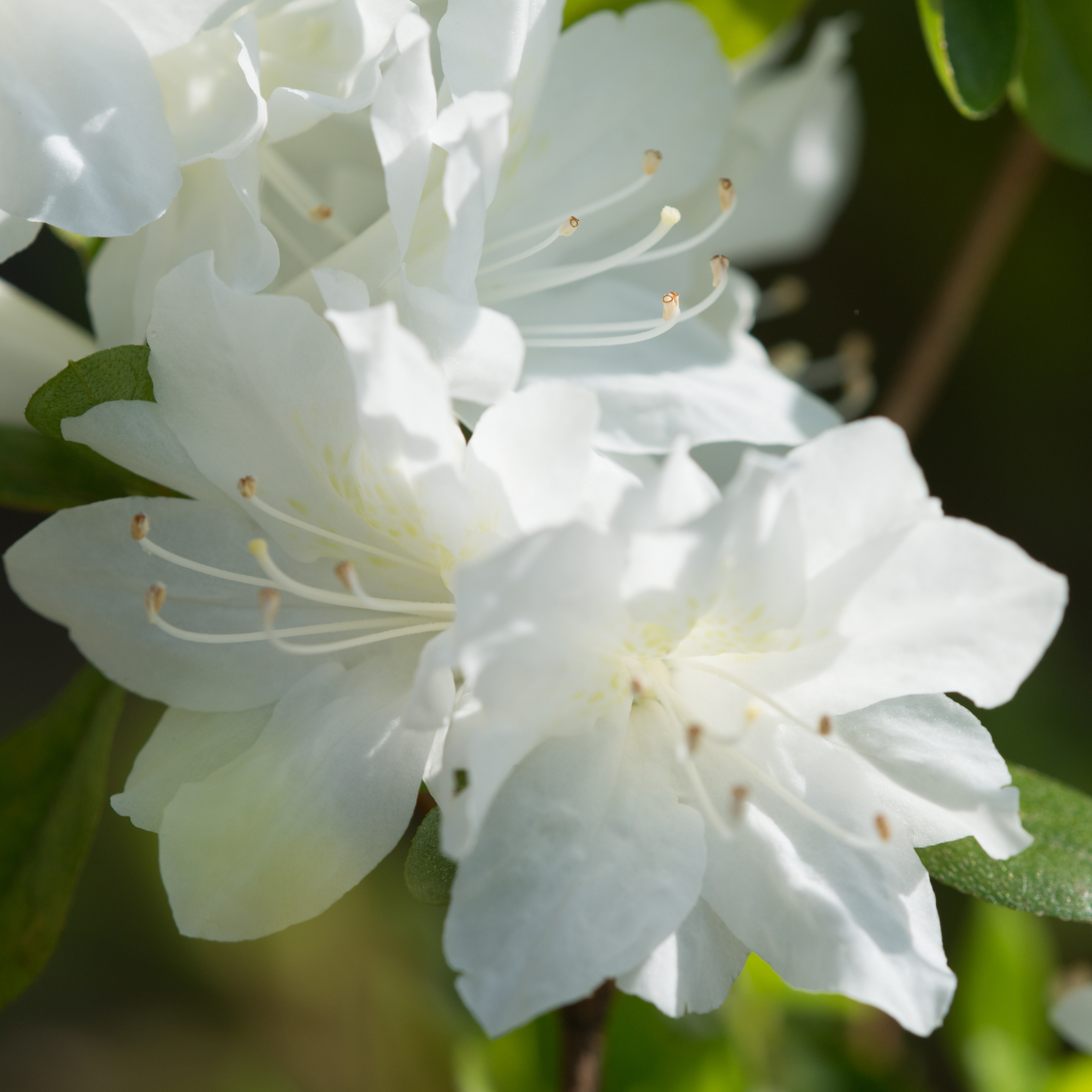 Close-up of white flowers with green leaves in the background