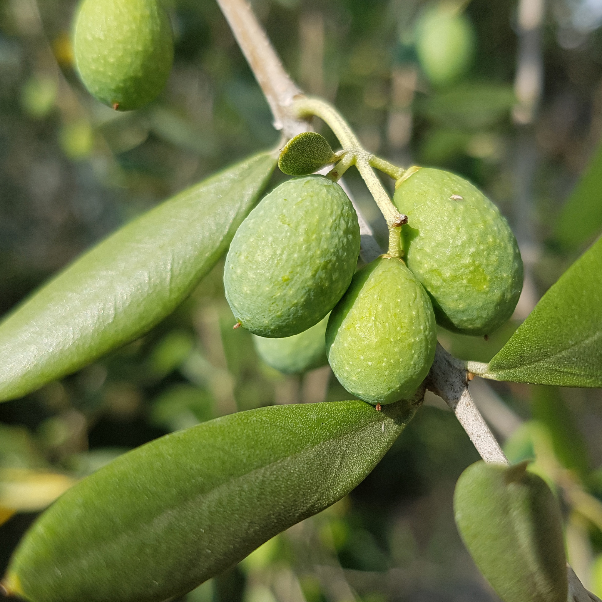Paragon Olive Tree - Olea europaea Paragon