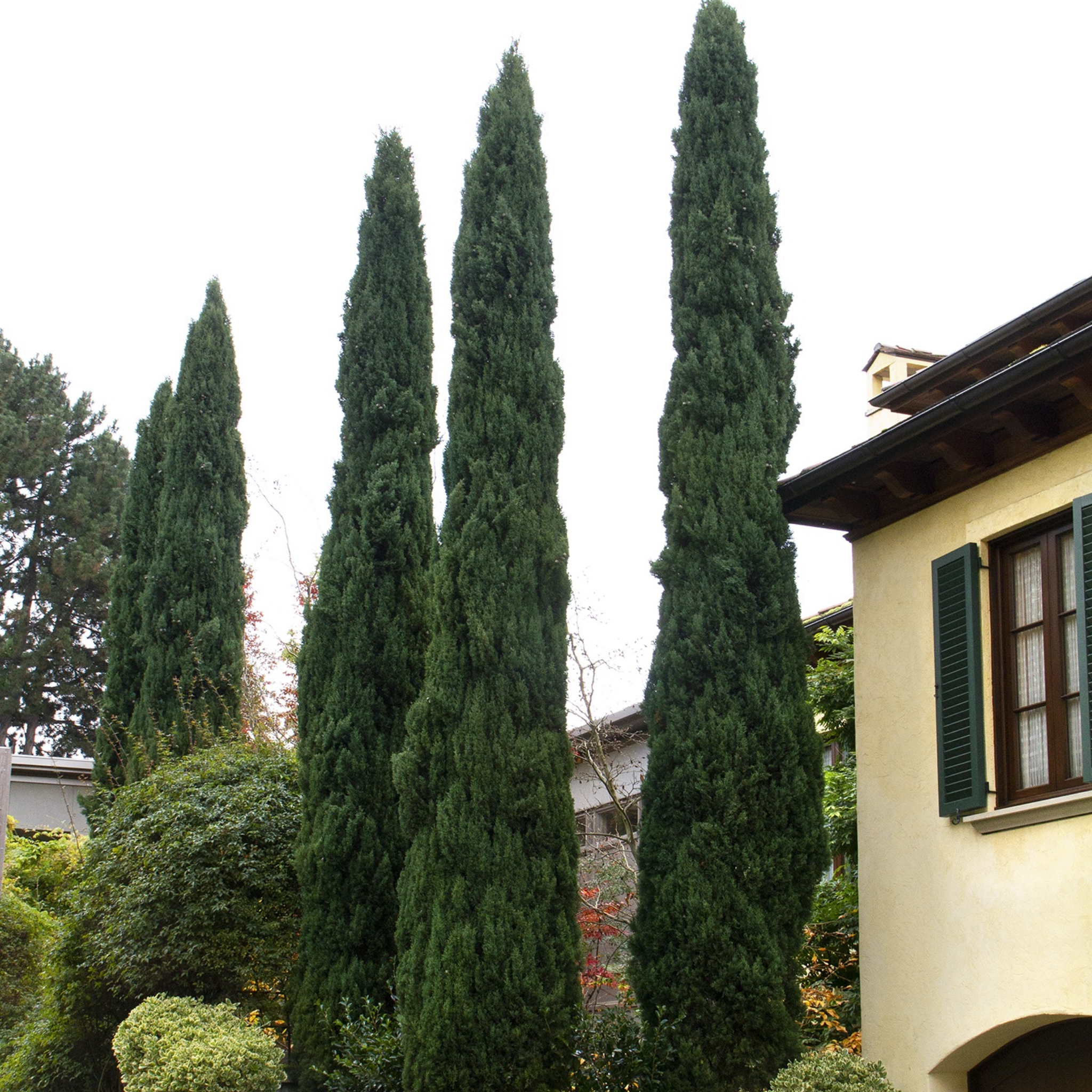 Glauca Pencil Pine - Italian Cypress Cupressus sempervirens