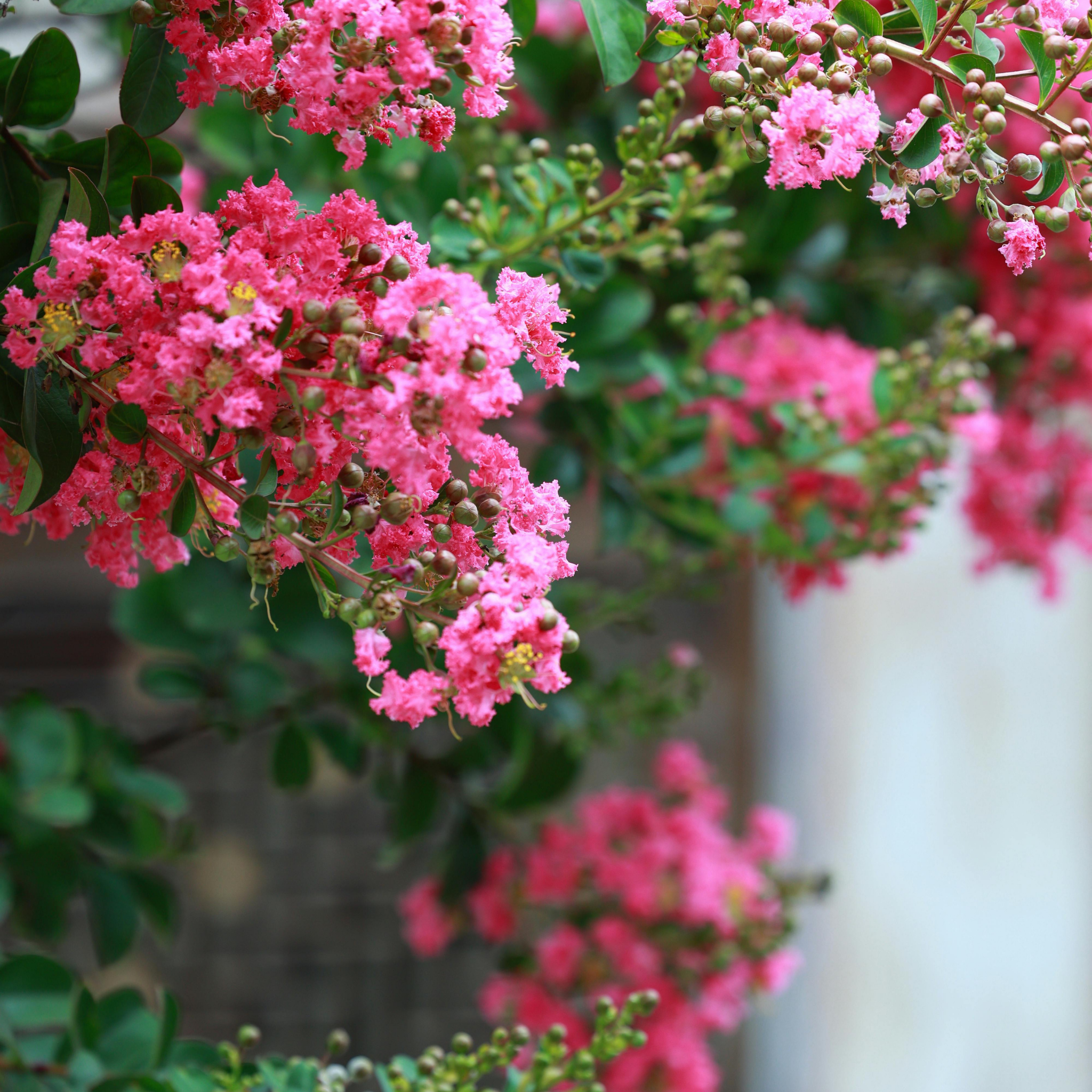 Hot Pink Crepe Myrtle - Lagerstroemia indica fauriei Sioux