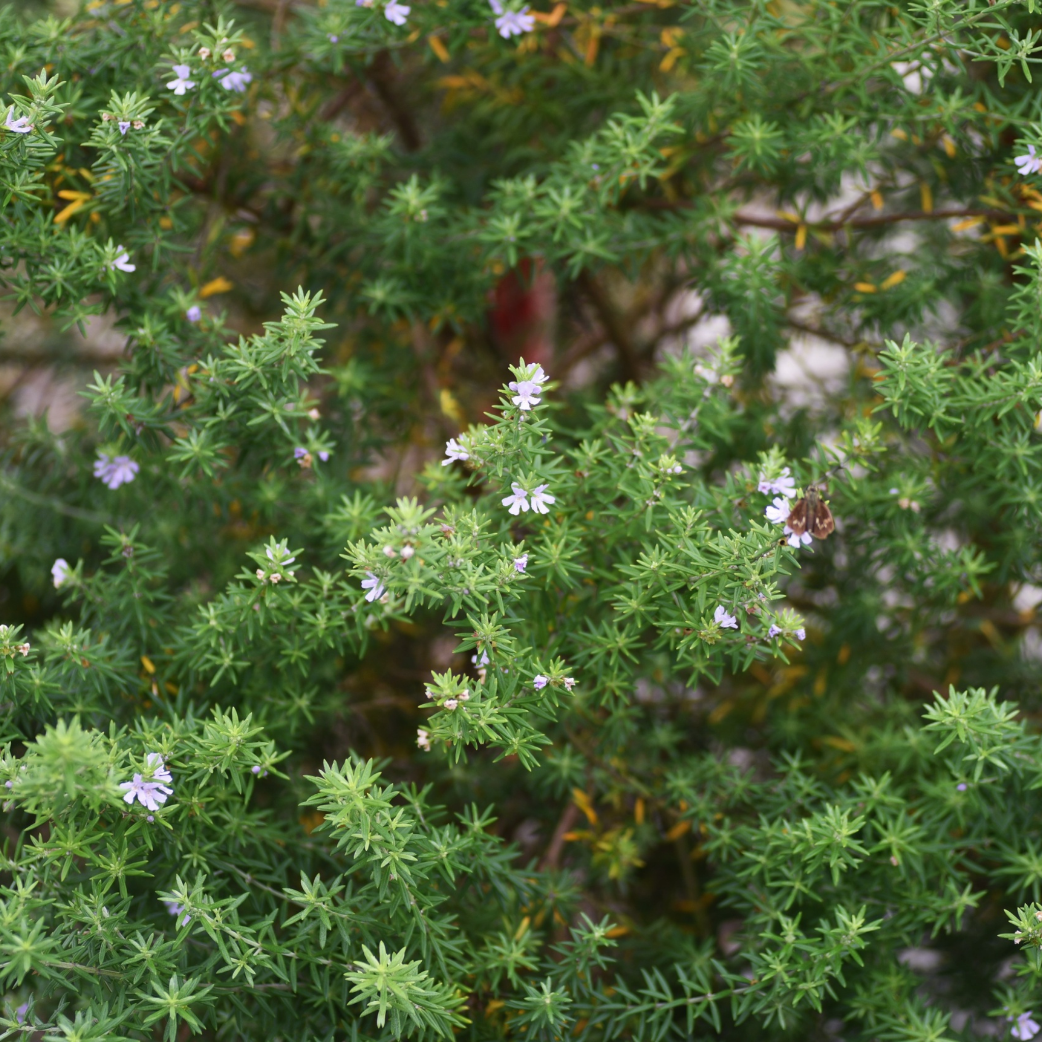 Coastal Rosemary Naringa - Westringia fruticosa Naringa PBR