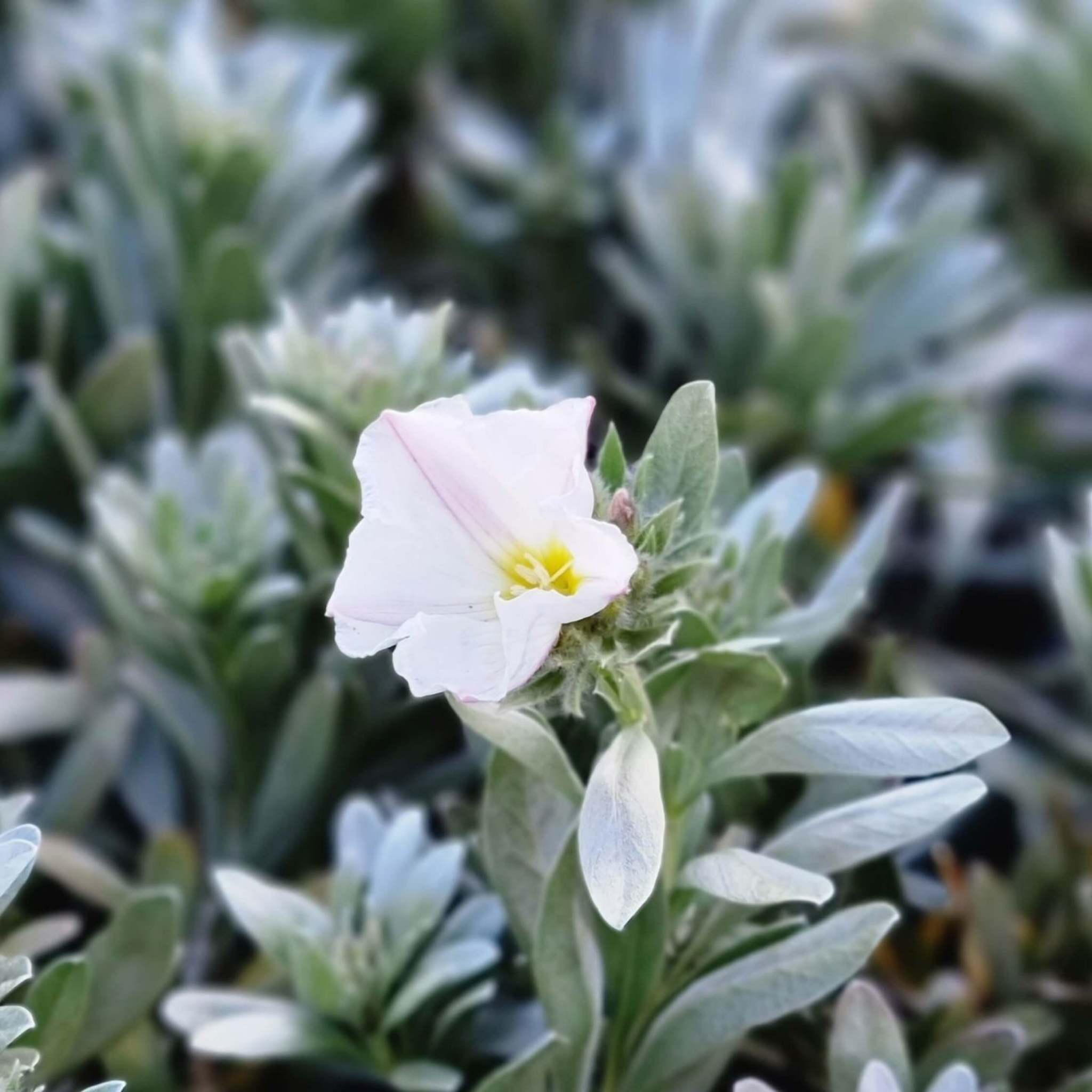 Silver Bush - Convolvulus cneorum