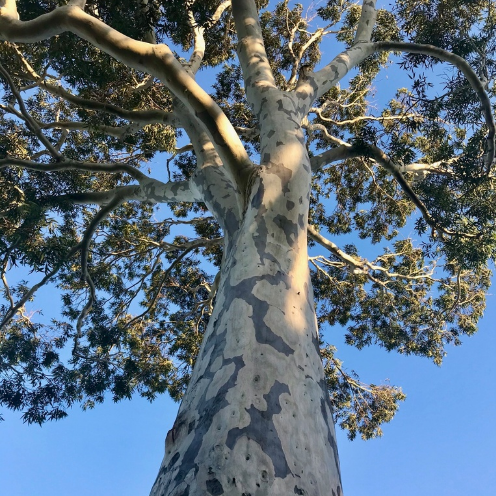 Spotted Gum Tree - Corymbia maculata