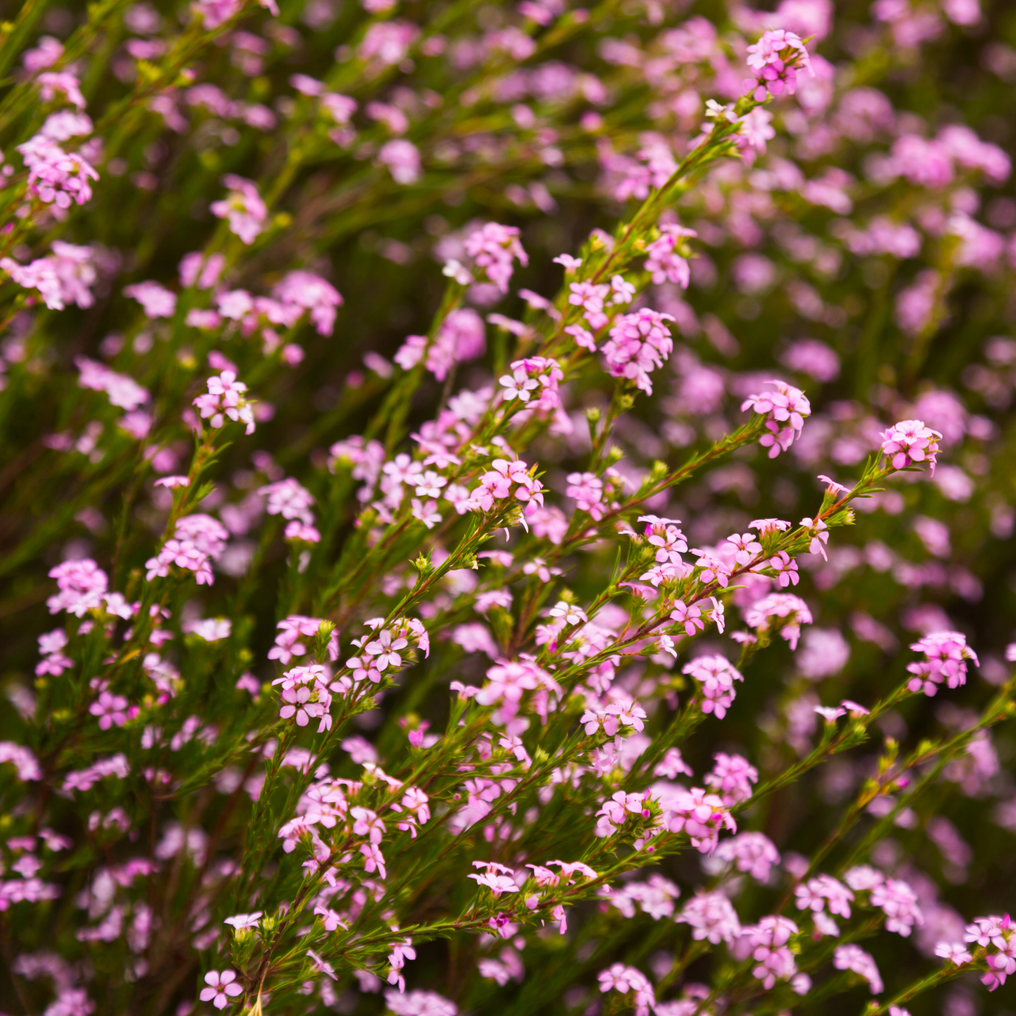 Dwarf Diosma - Coleonema pulchellum Compacta