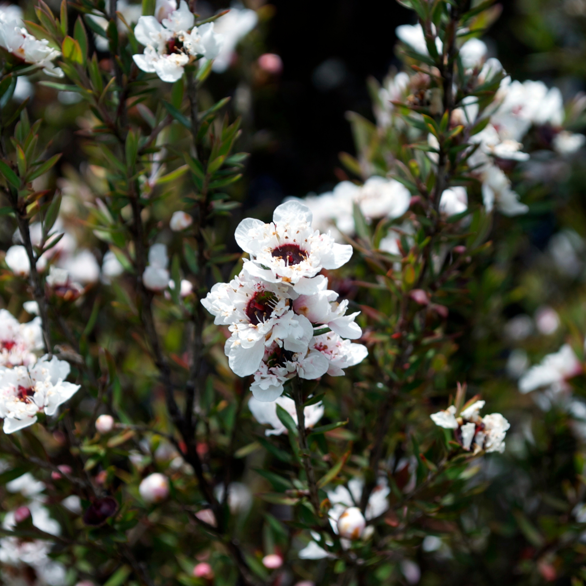 Lemon Scented Tea Tree - Leptospermum petersonii Copper Glow