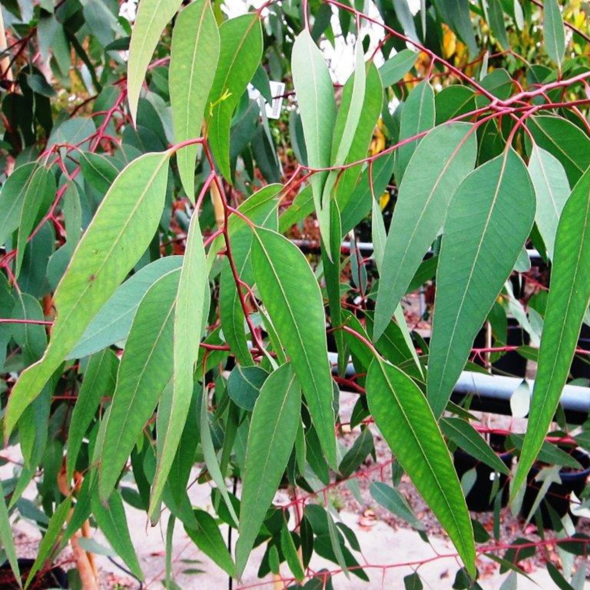 Red River Gum - Eucalyptus camaldulensis