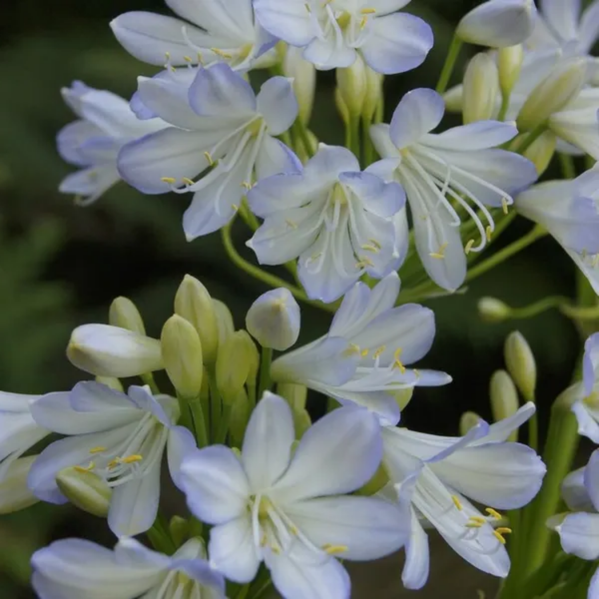 Agapanthus africanus 'Silver Baby' - Dwarf African Lily