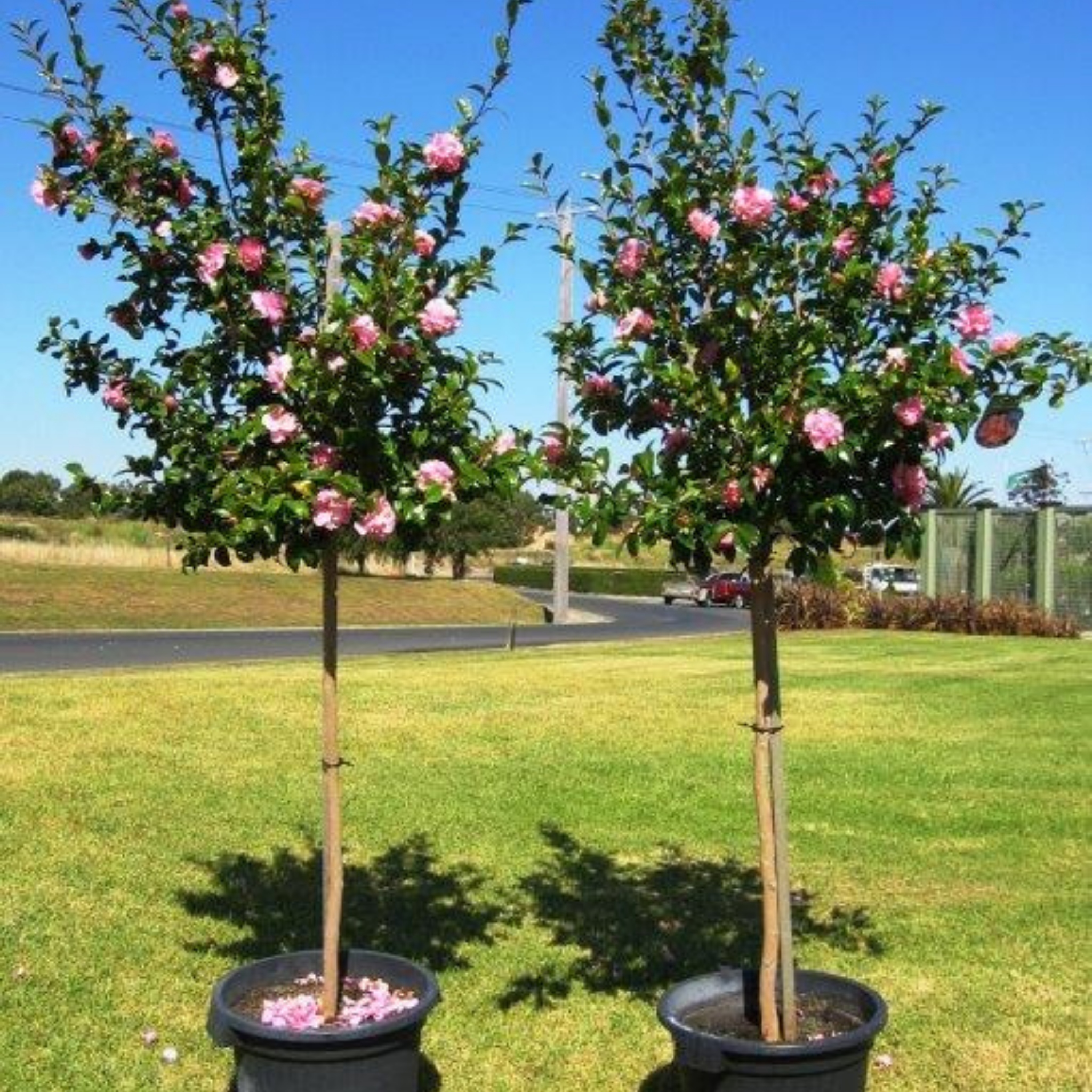 Camellia sasanqua Assorted