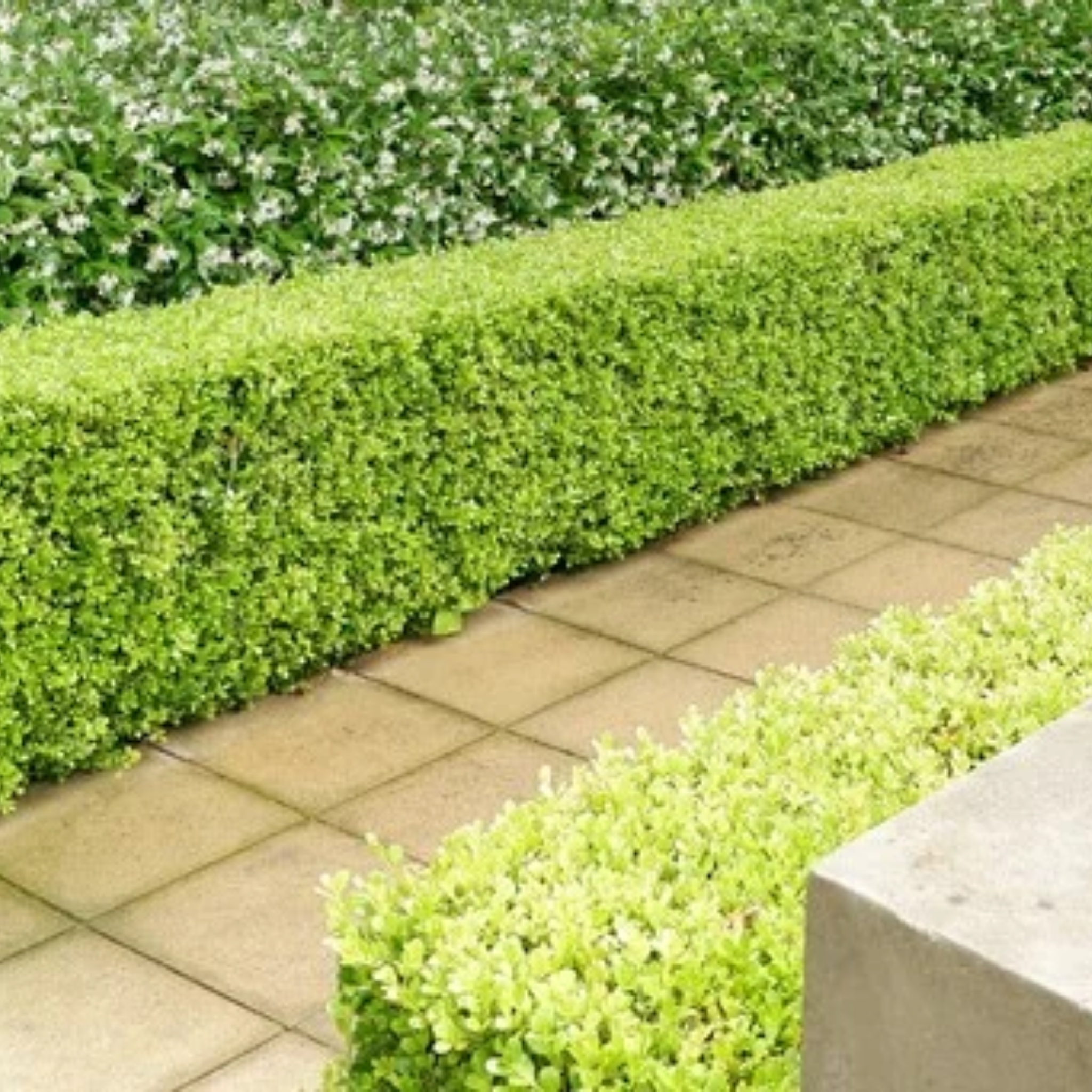 Korean Boxwood - Buxus microphylla microphylla